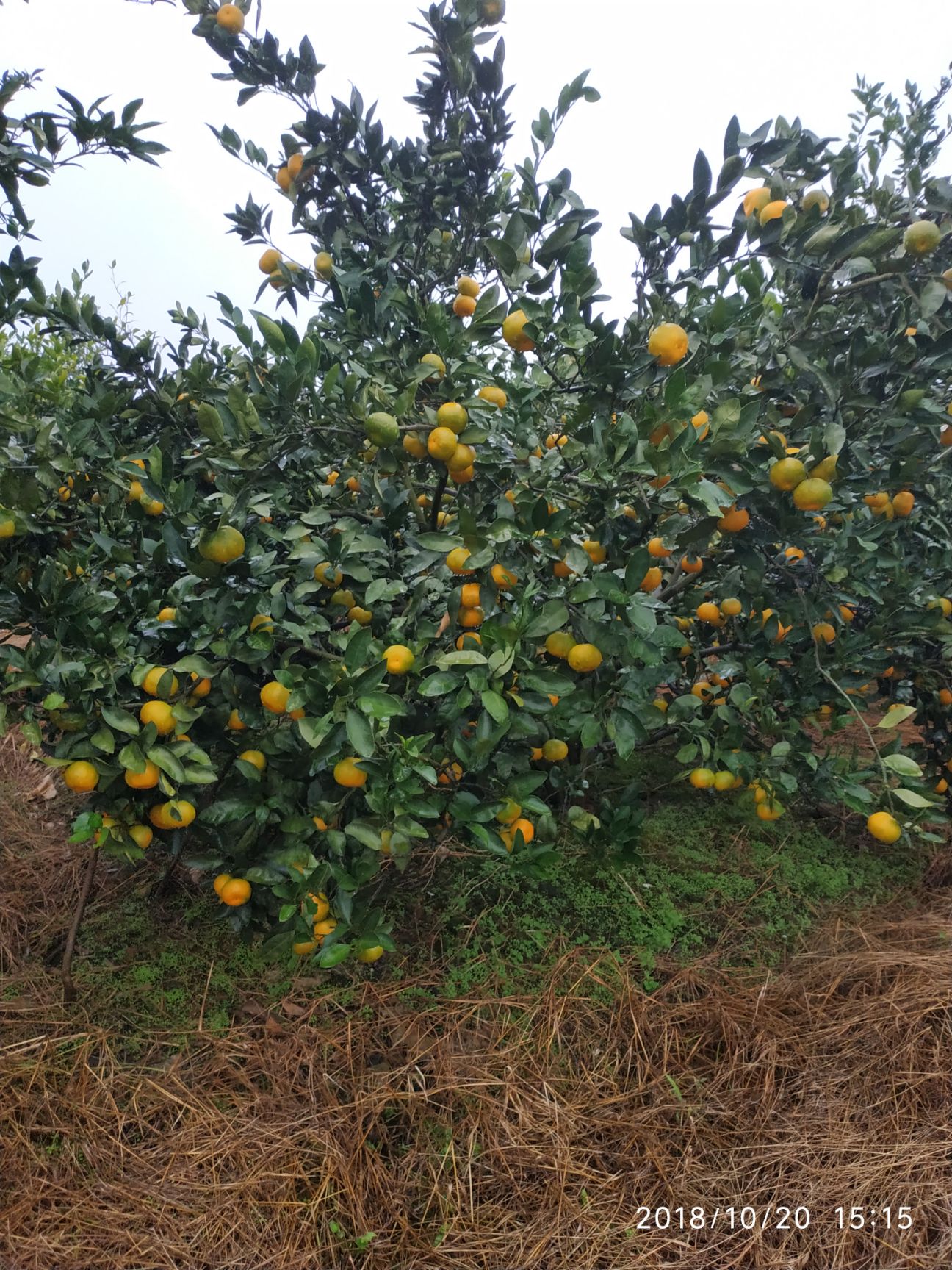 温州蜜桔 6 - 6.5cm 5两以上