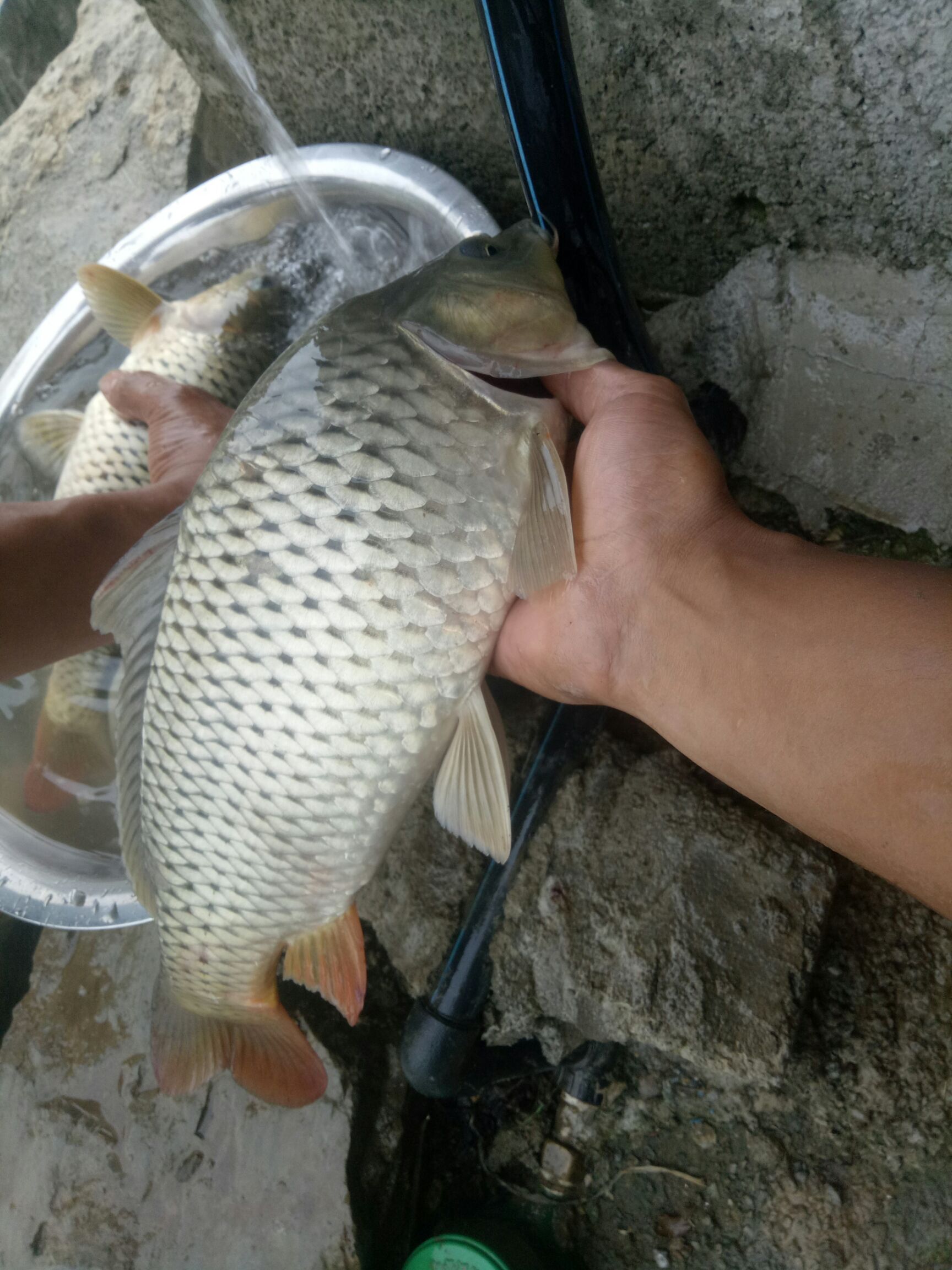 池塘鲤鱼 人工养殖 0.5-2.5公斤 