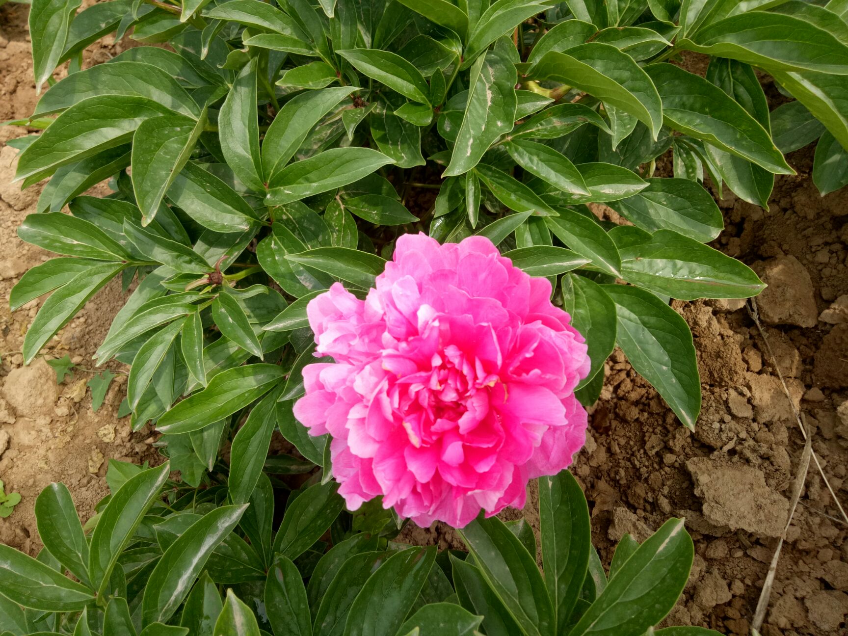 多花芍药 杨妃驾到