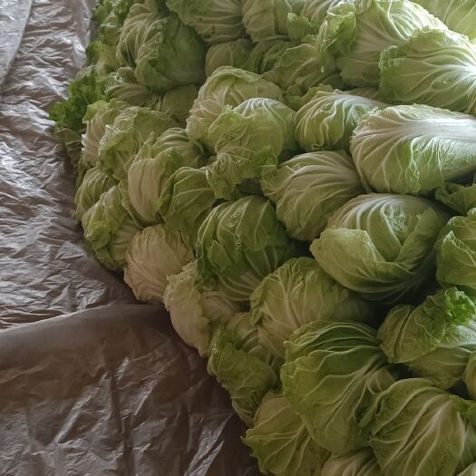 通许县东京868大白菜 6~10斤 净菜 