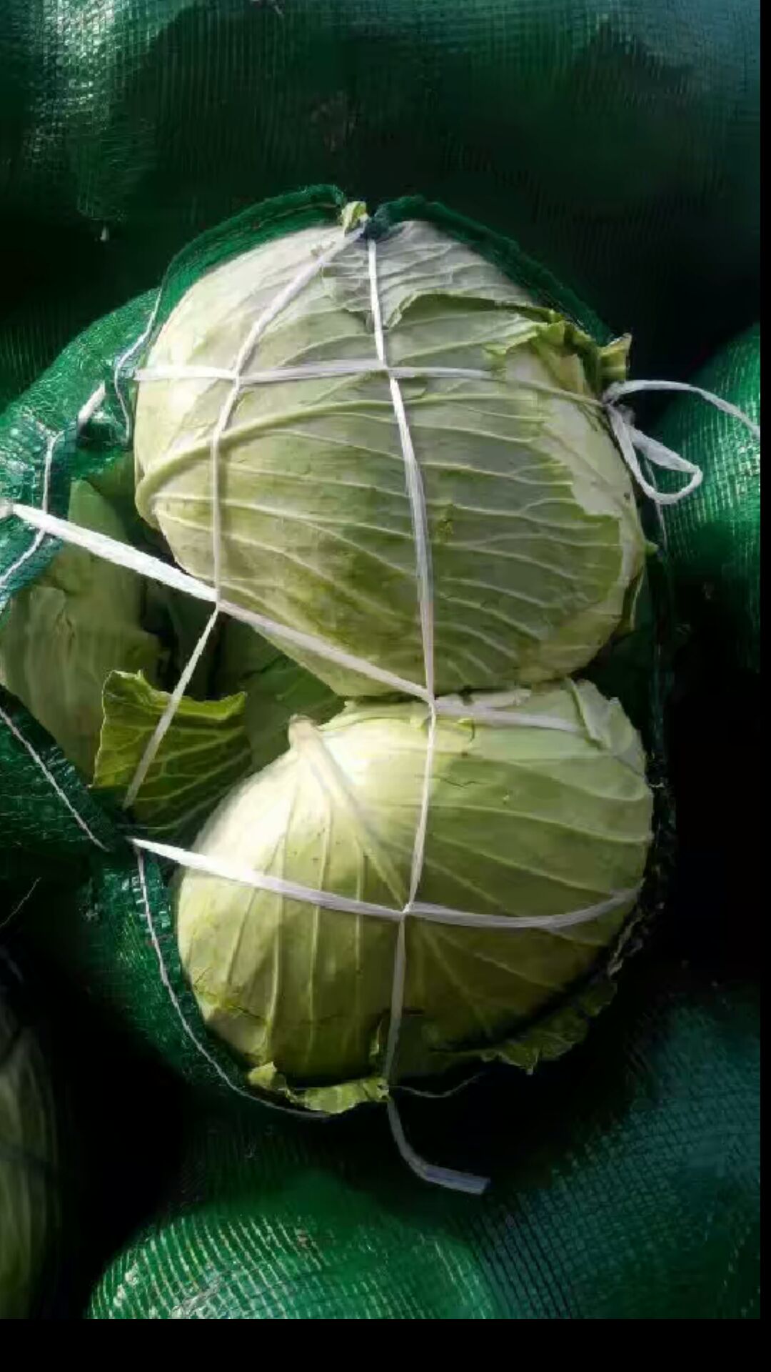 奥奇娜甘蓝  精品扁包菜，新货质量保证，欢迎新老客户前来订购