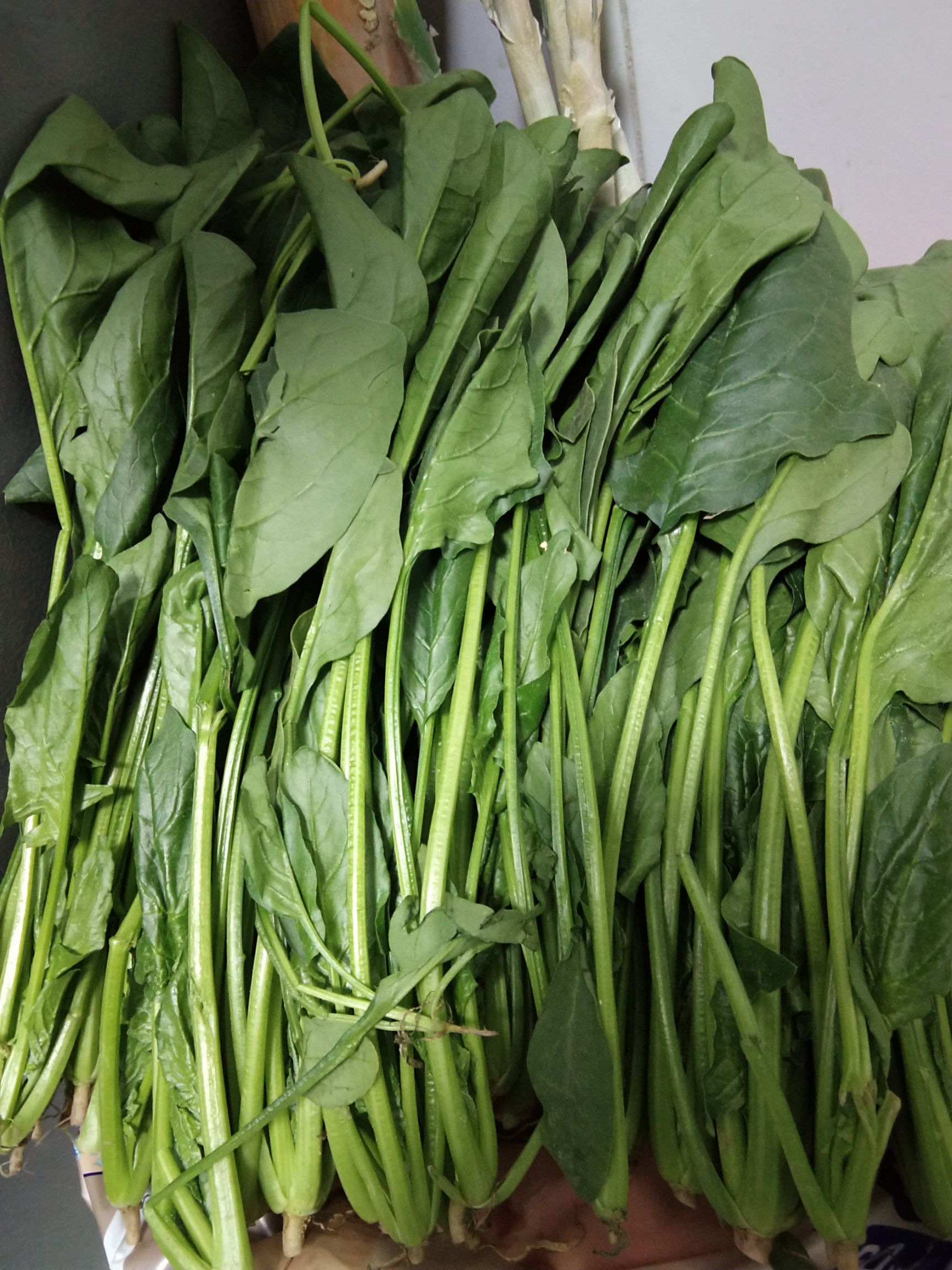 大叶菠菜 30~35cm