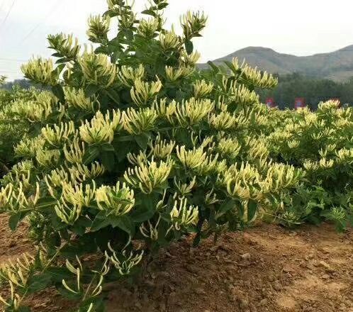 平邑县四季金银花 30~40公分