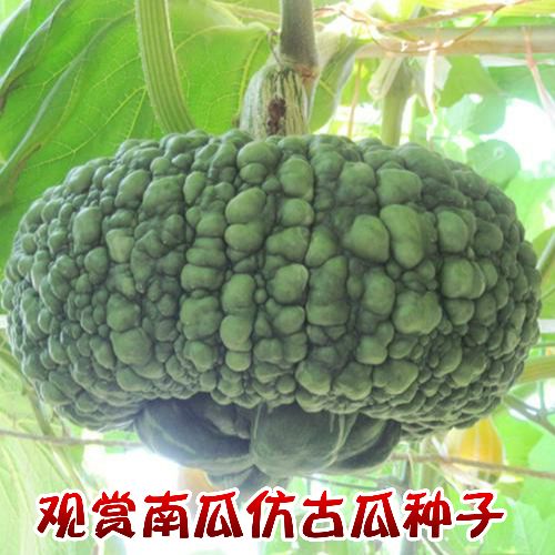 观赏玩具南瓜种子 仿古瓜种子