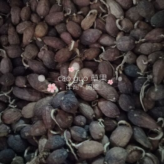 玉林草果 