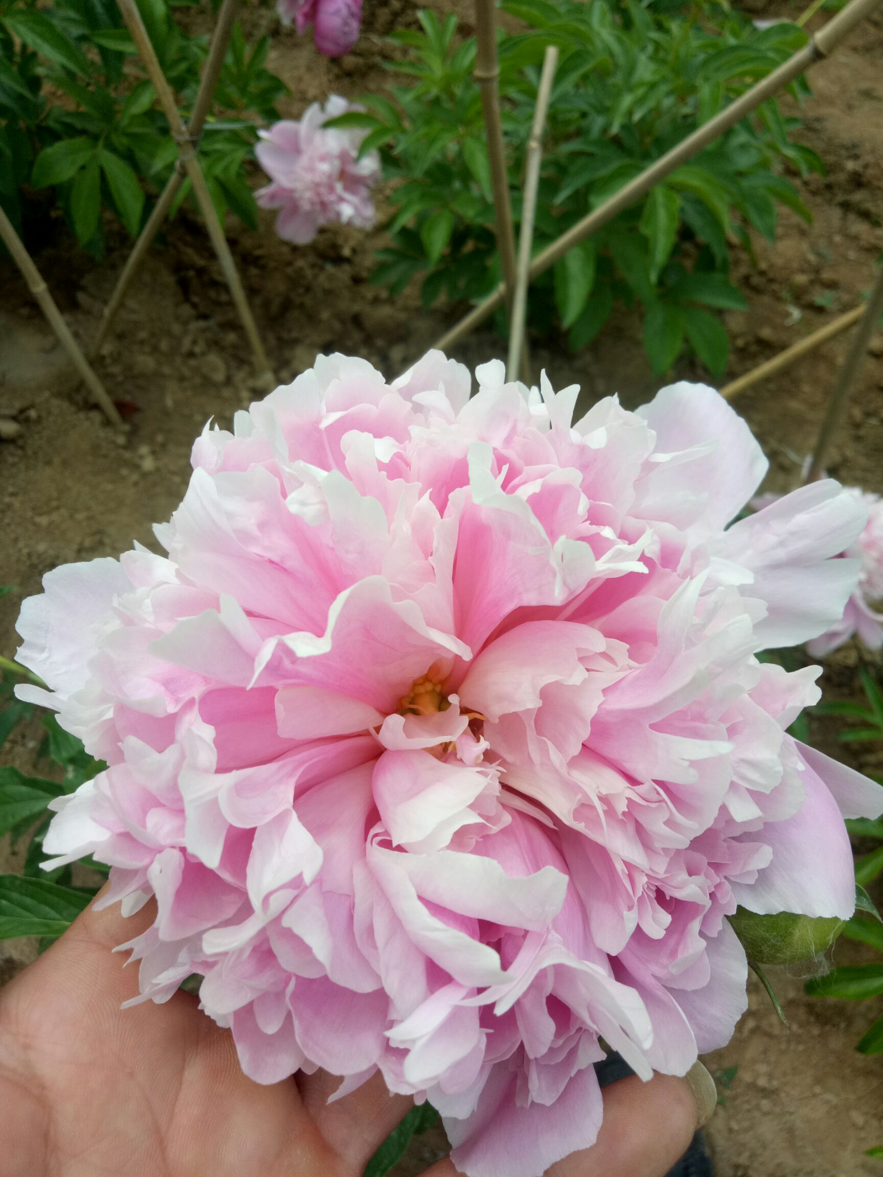 多花芍药 杨妃驾到