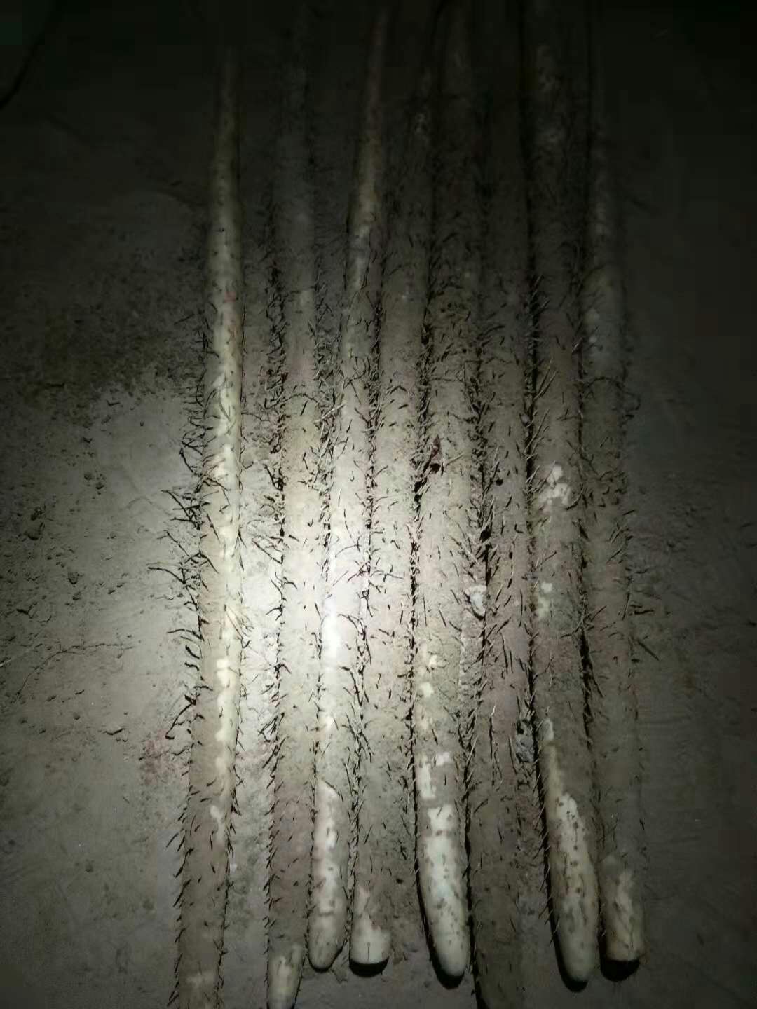 小白嘴白山药 50~70cm