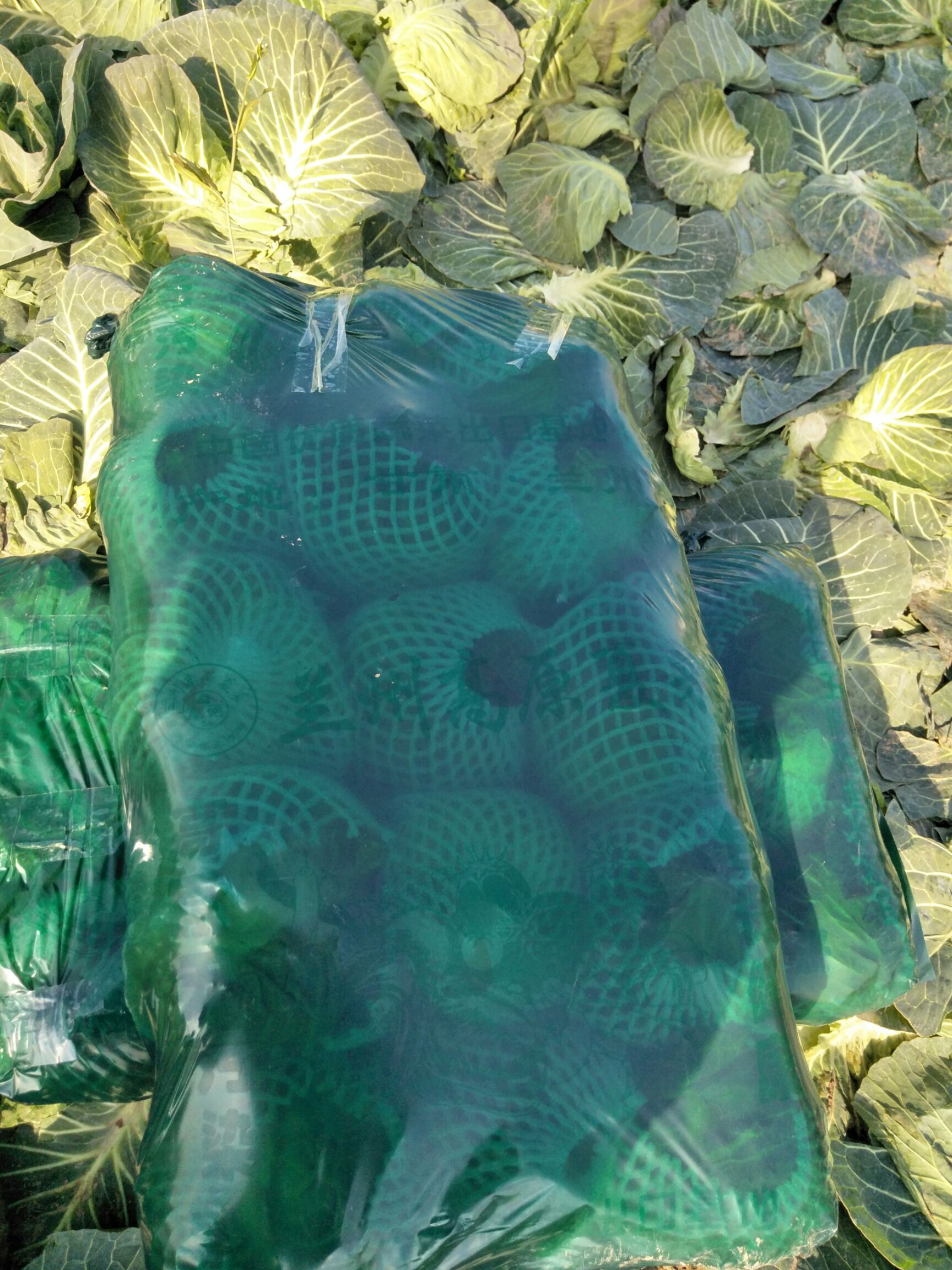 绿甘蓝 1.5~2.0斤 