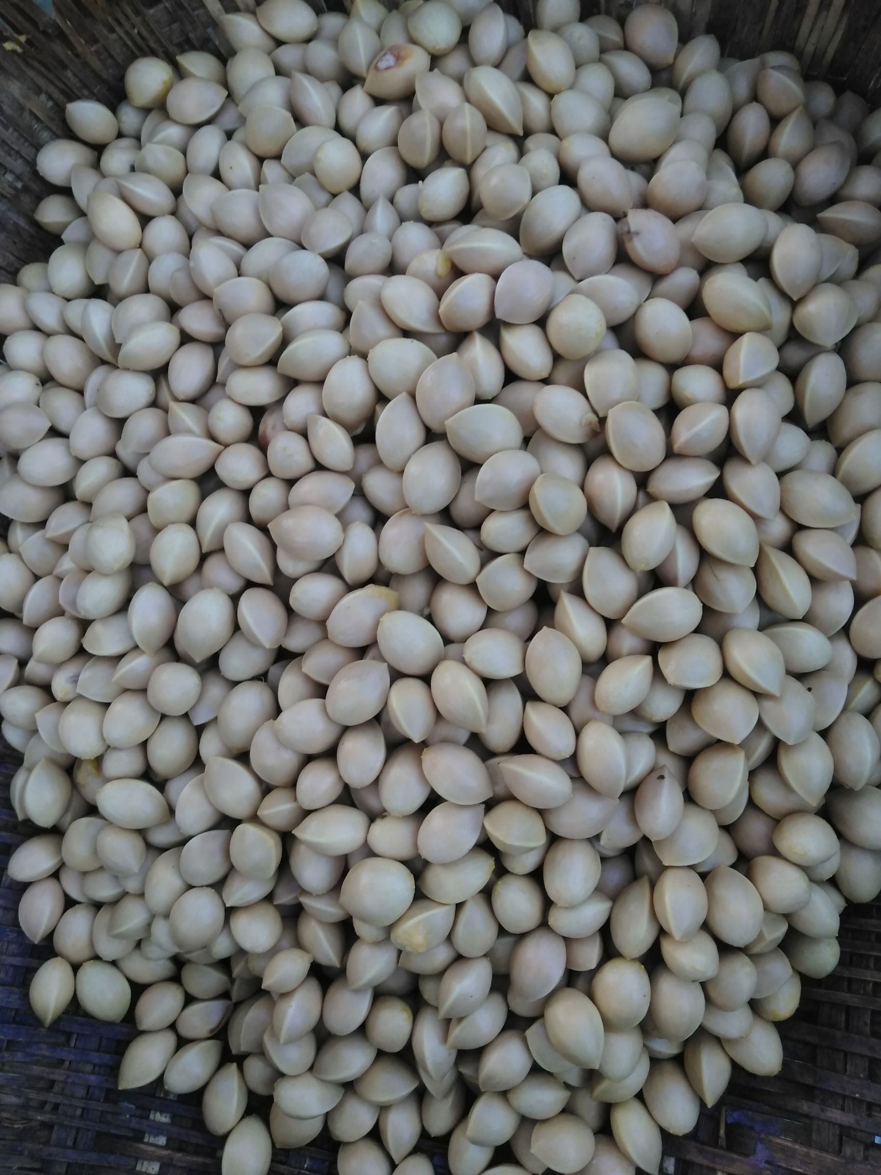 白果  秦岭农家百年古树自然晾晒无硫干果育苗食用入药5斤包邮