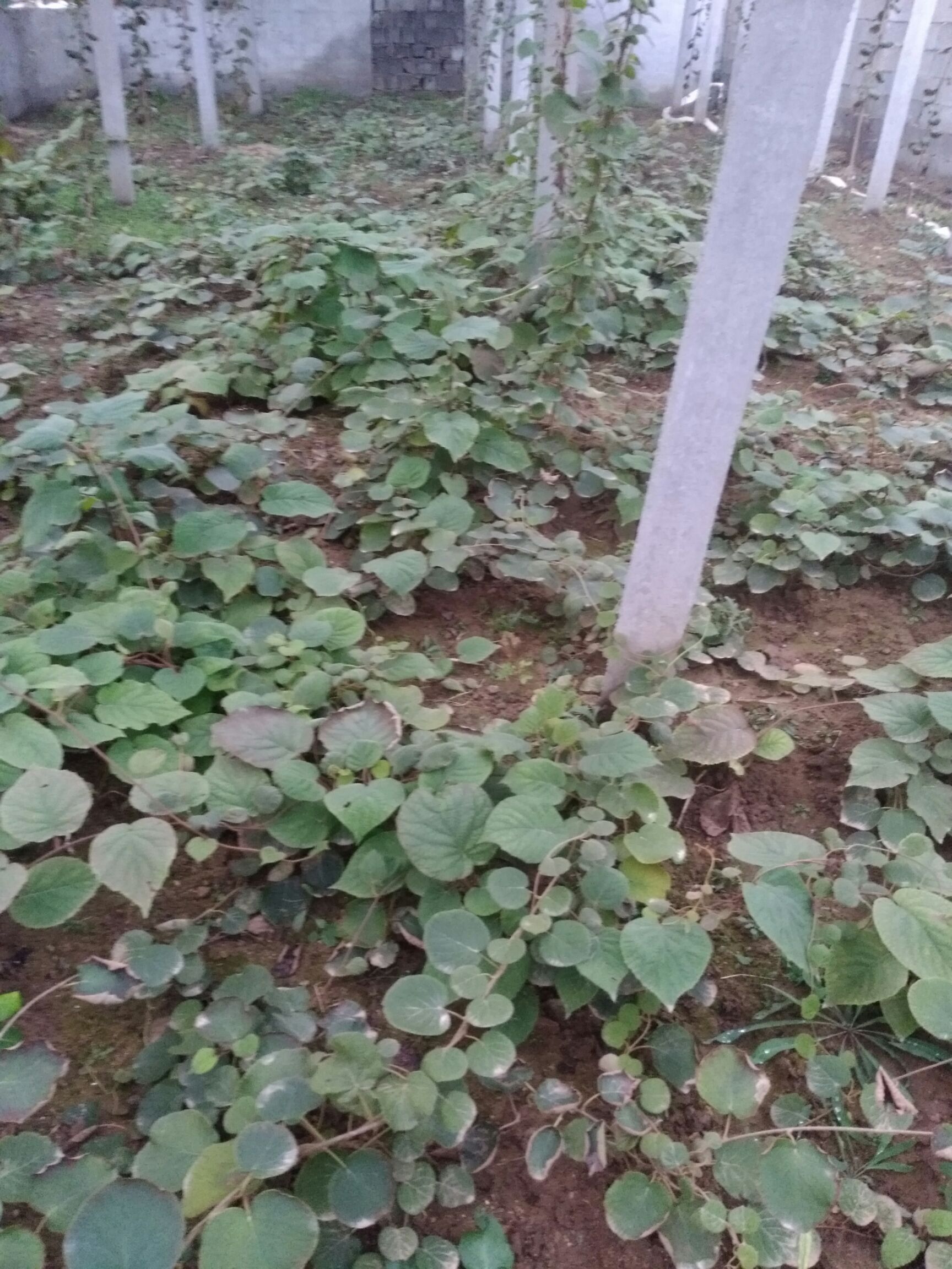 泰山一号猕猴桃苗 嫁接苗 