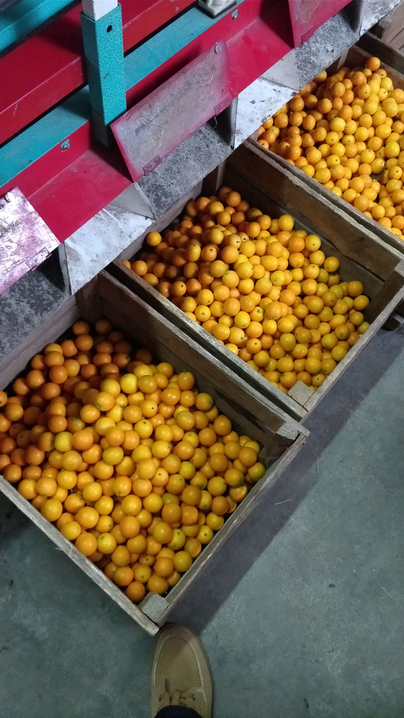 滑皮金桔 3-4cm 1两以下