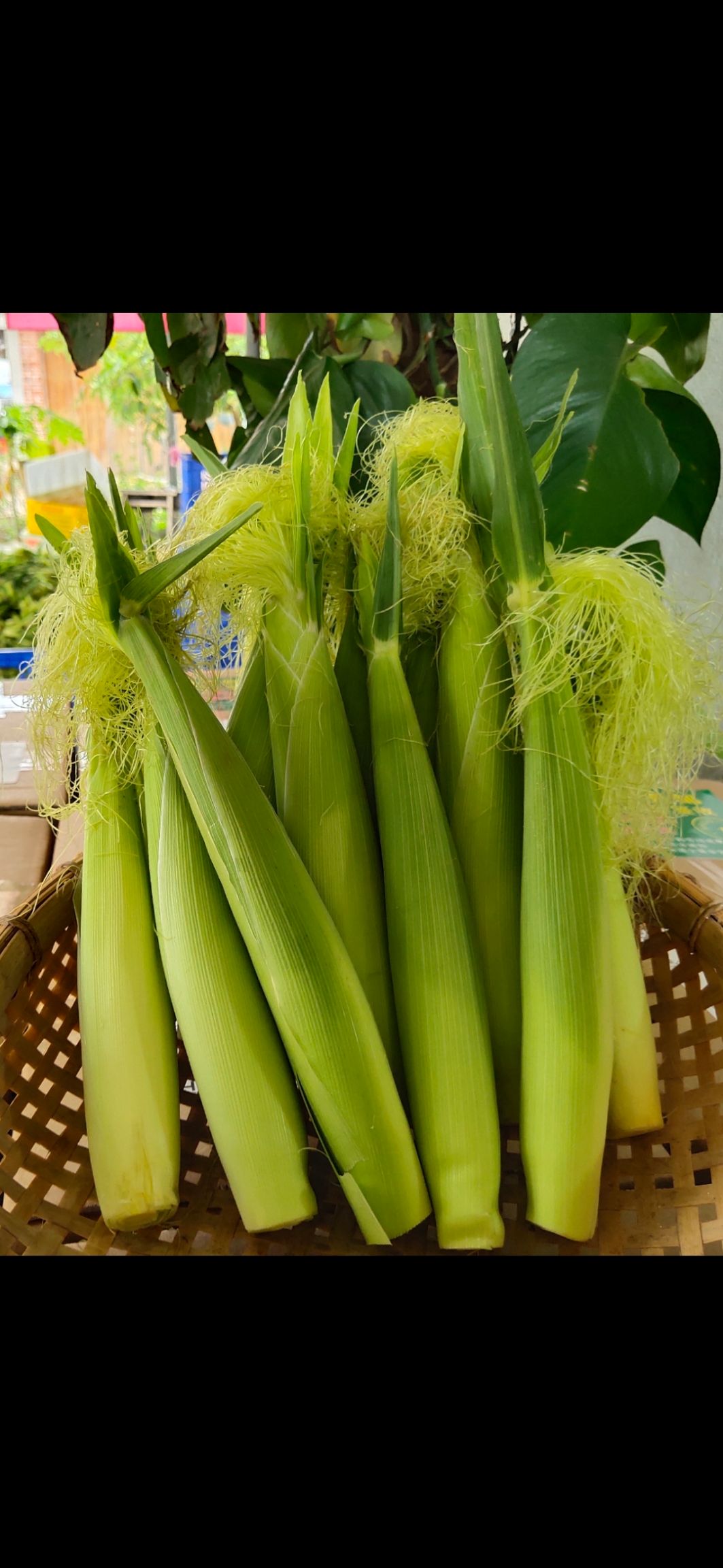 玉米笋  广西横县新鲜现摘心嫩仔火锅烧烤串串餐馆高档菜去皮