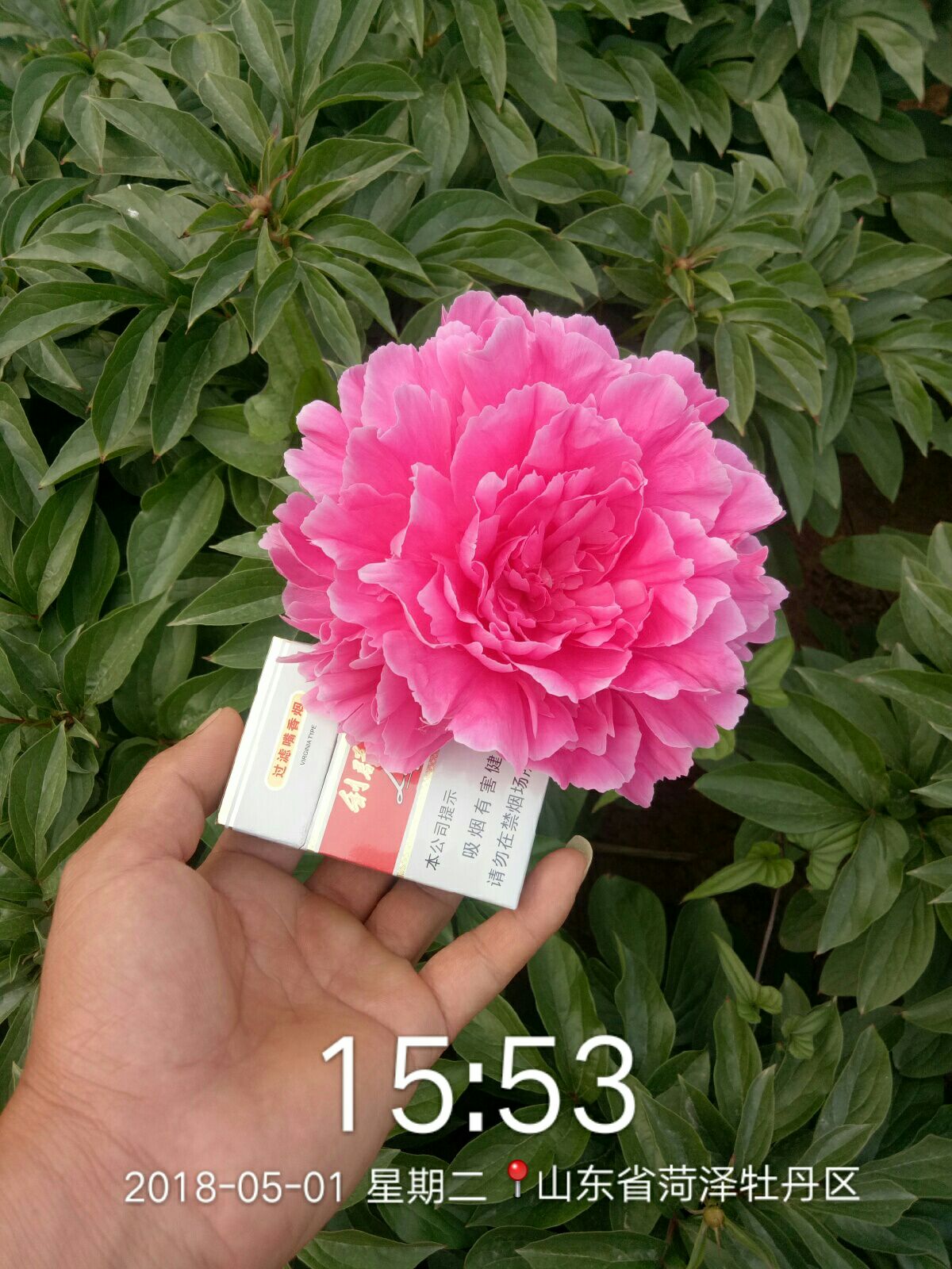 多花芍药  2cm以下 0.5~1米 自家种植观赏芍药    观赏牡