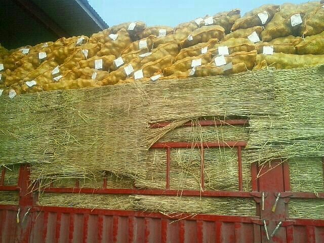 滕州市新荷兰一号种薯 一级原种 