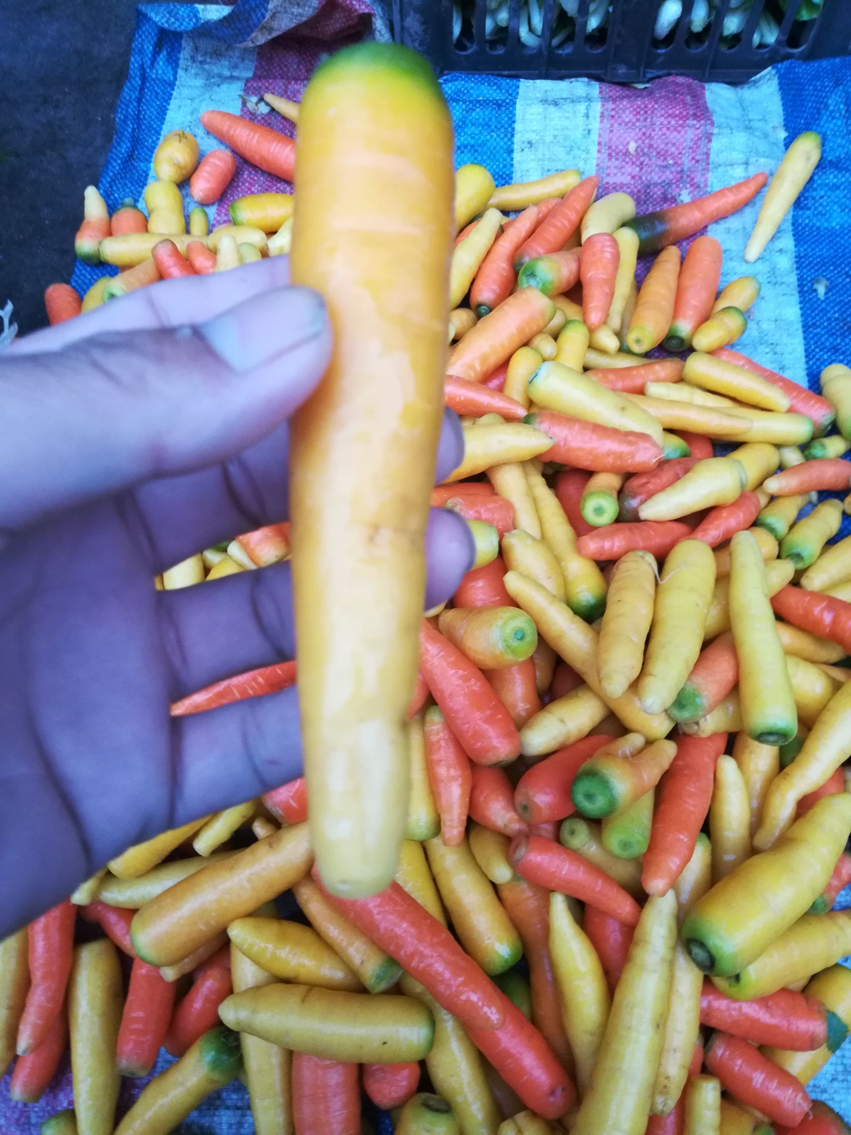 六寸参胡萝卜 10~15cm 2两以下 3cm以下