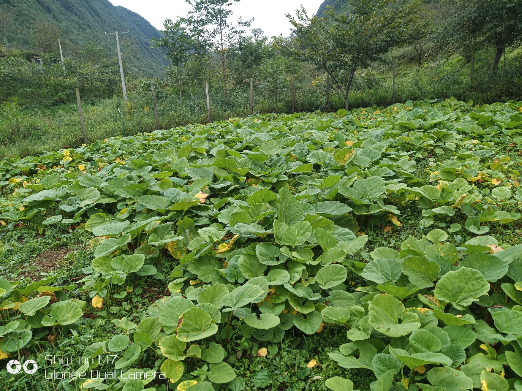 寬葉毛慈菇山慈菇冰球子二年苗