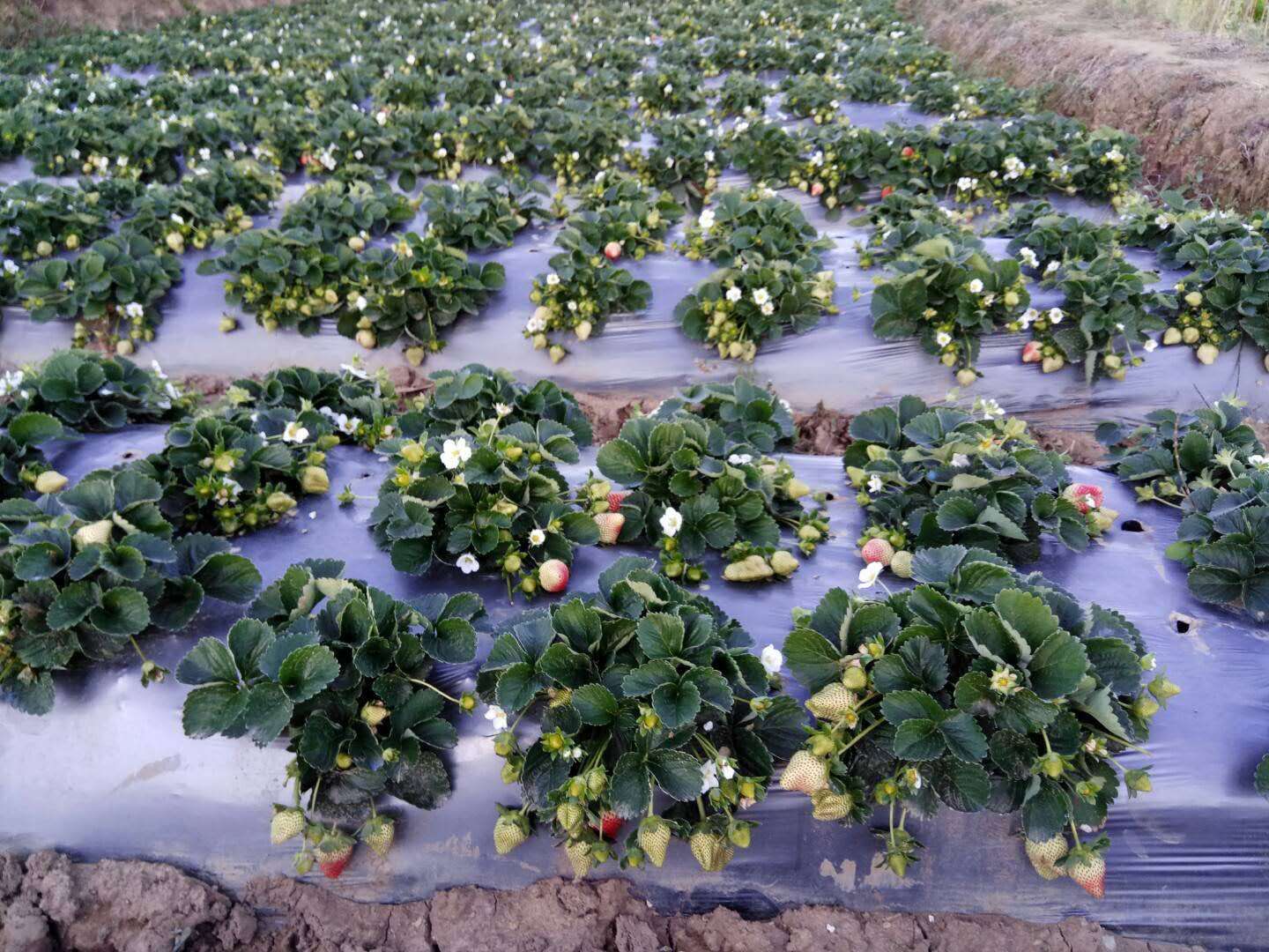 全明星草莓苗 根系发达成活率高。