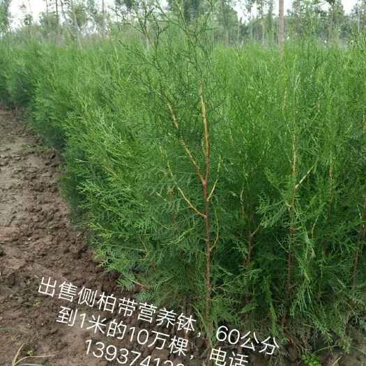 鄢陵县碗碗侧柏