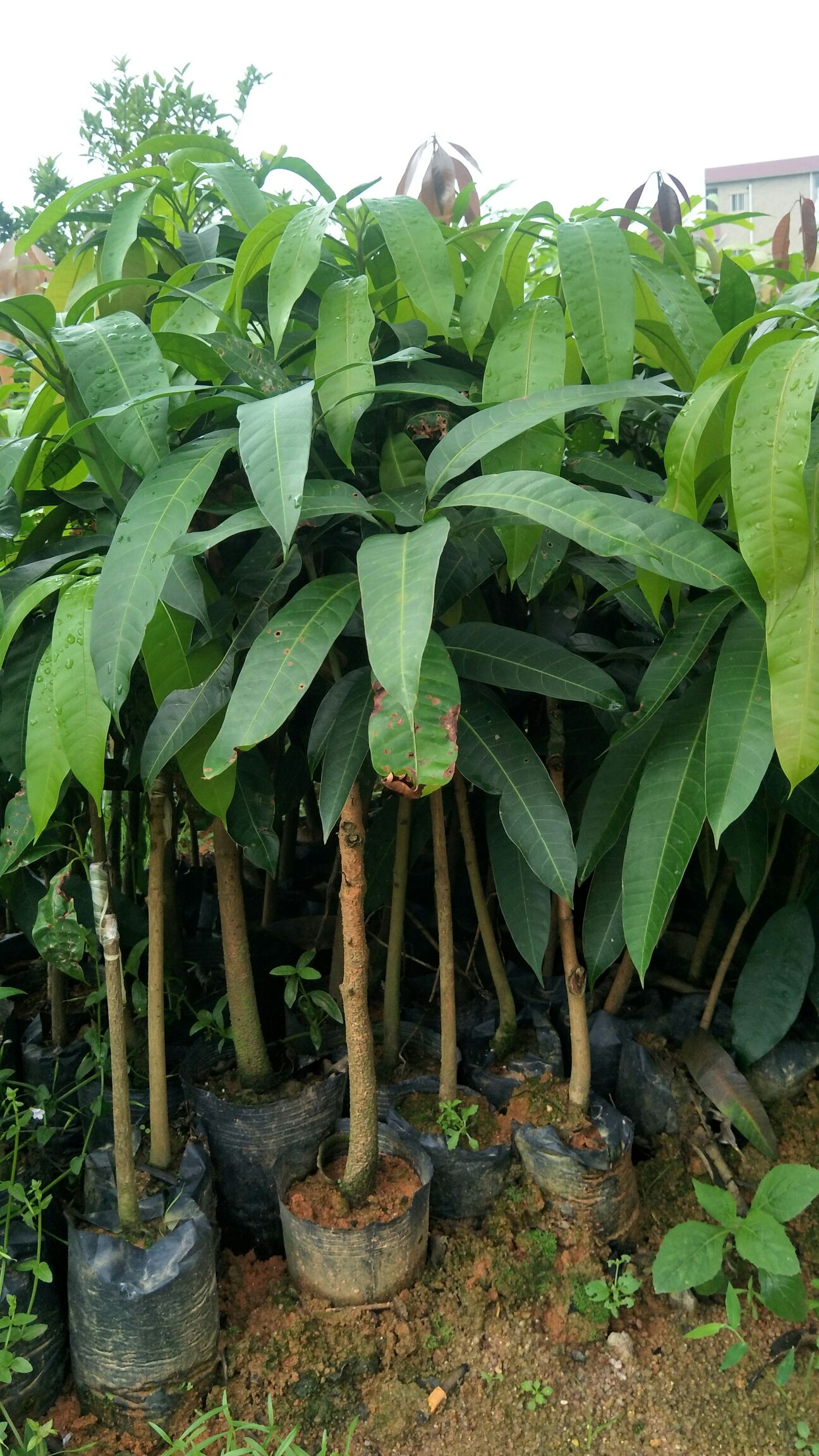 台农一号芒果苗  金煌芒果树苗嫁接苗贵妃芒象牙芒果苗南方