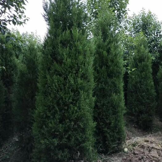 鄢陵县河南桧柏