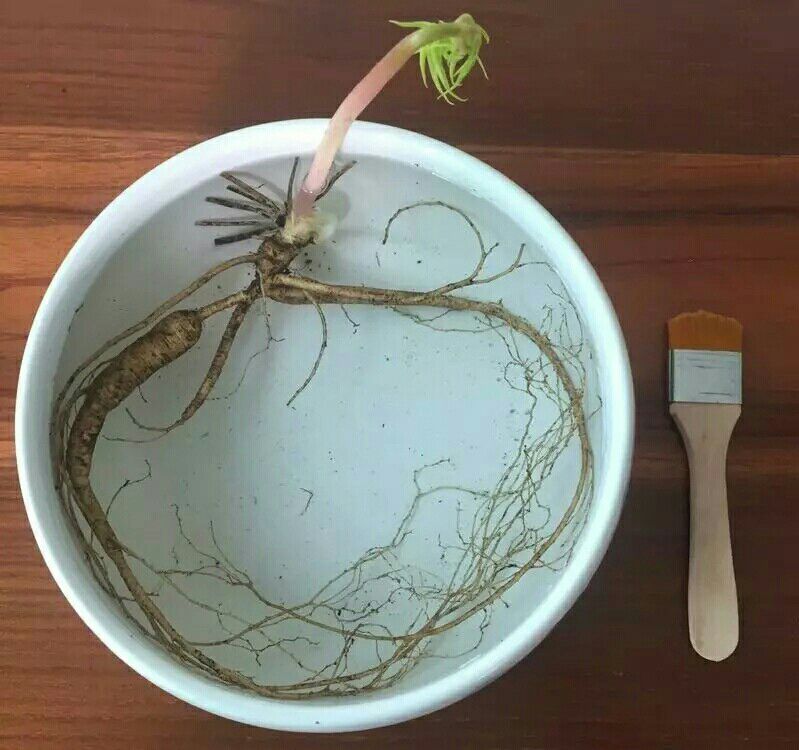 林下参人参 鲜参 瓶装 整根 