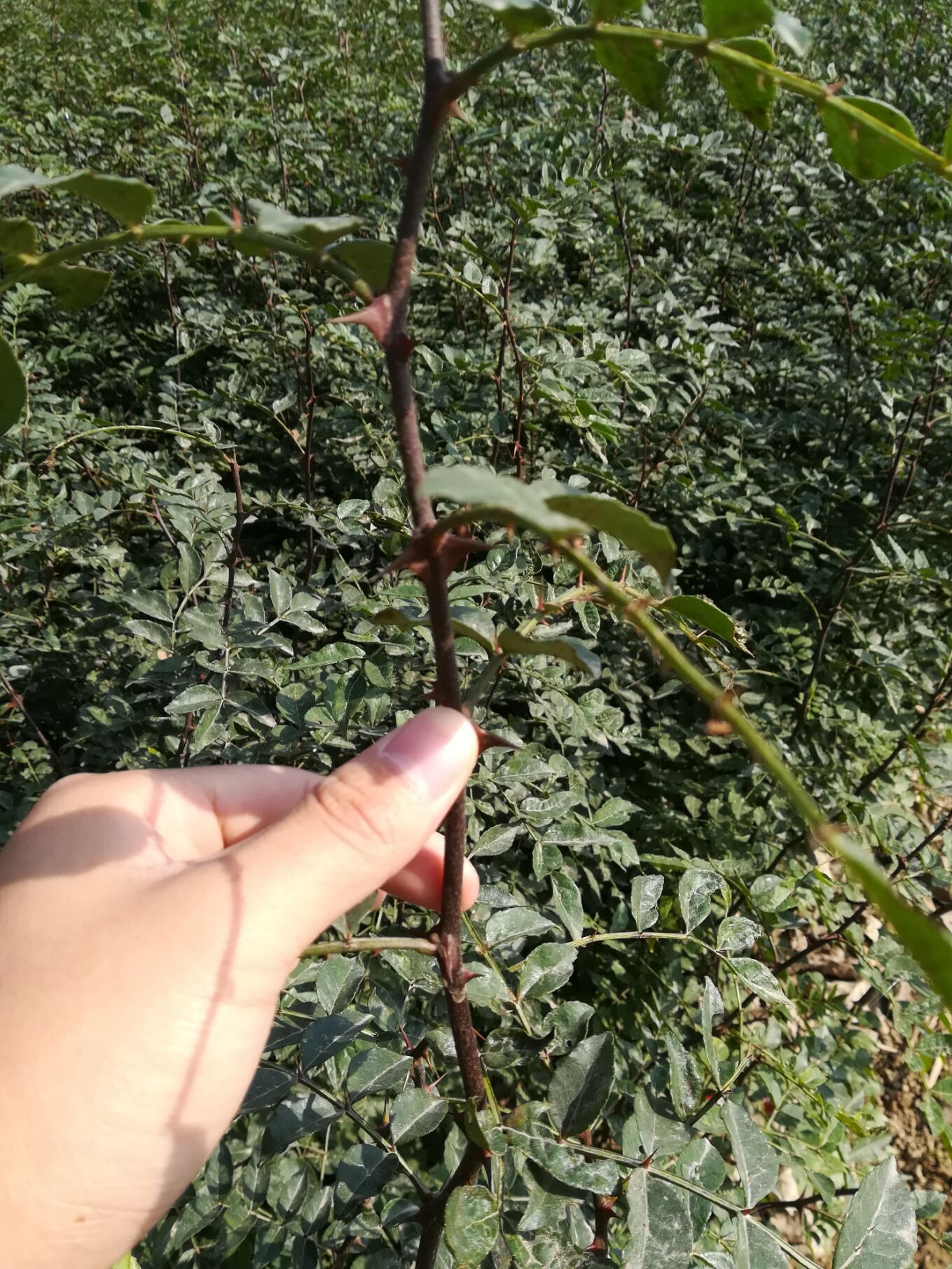 大红袍花椒苗