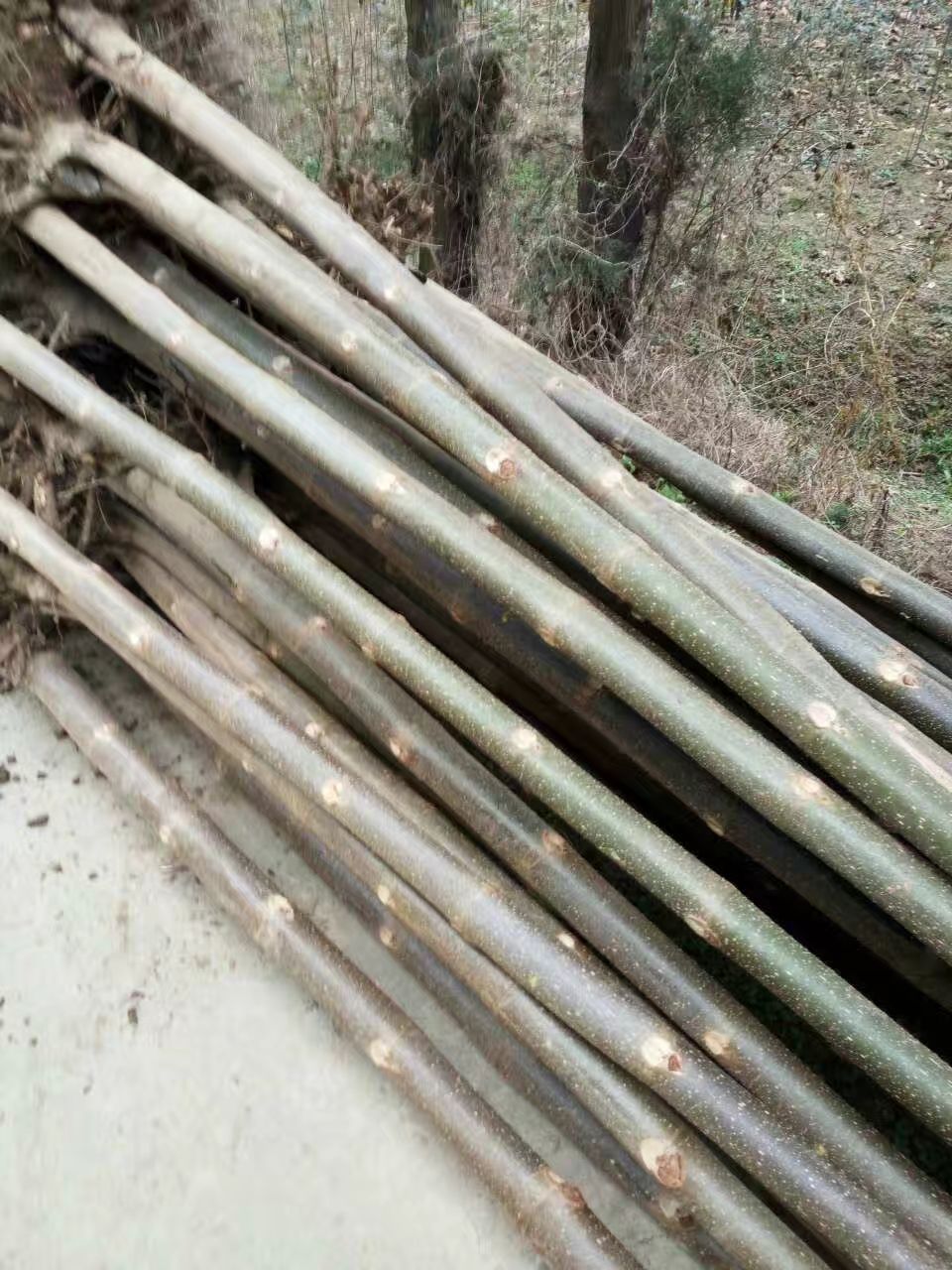  泡桐树苗 供应各种规格的梧桐树苗 基地直供