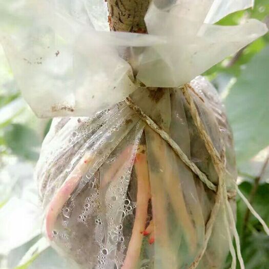 毕节玛瑙红樱桃树苗 