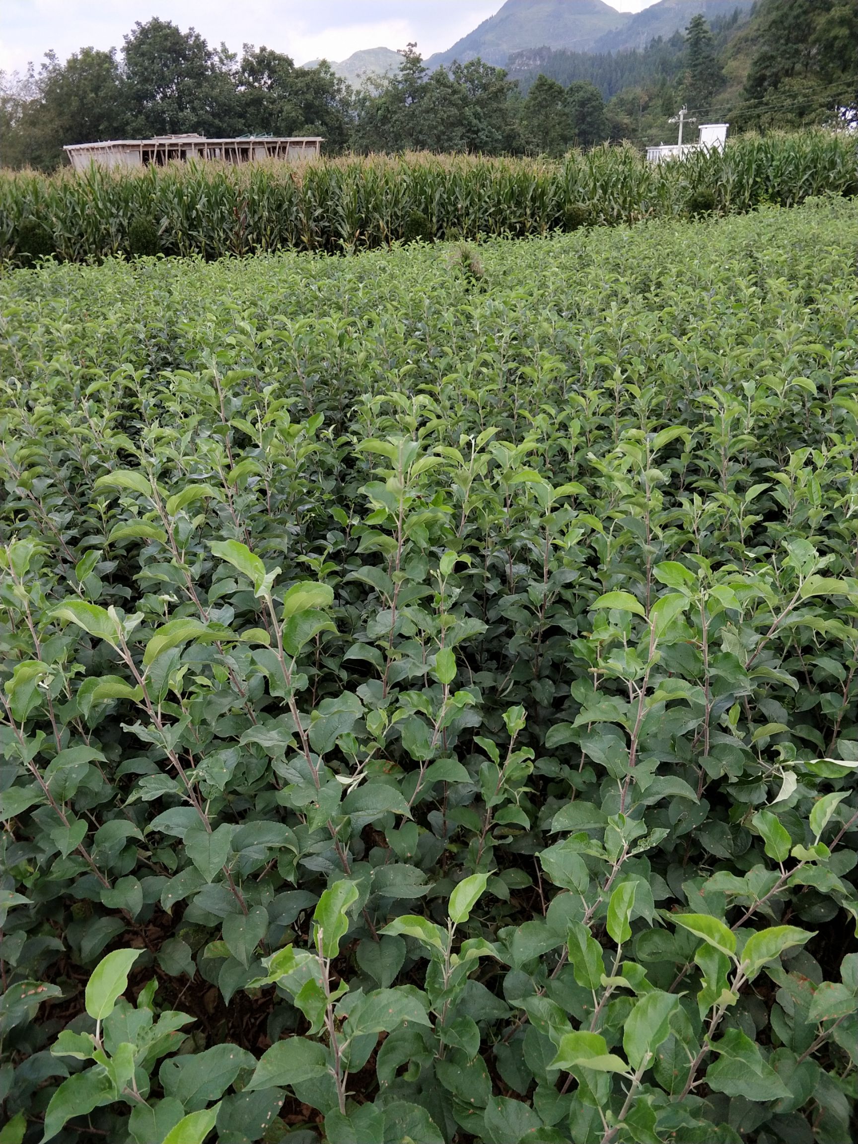 红富士苹果苗 0.5~1米