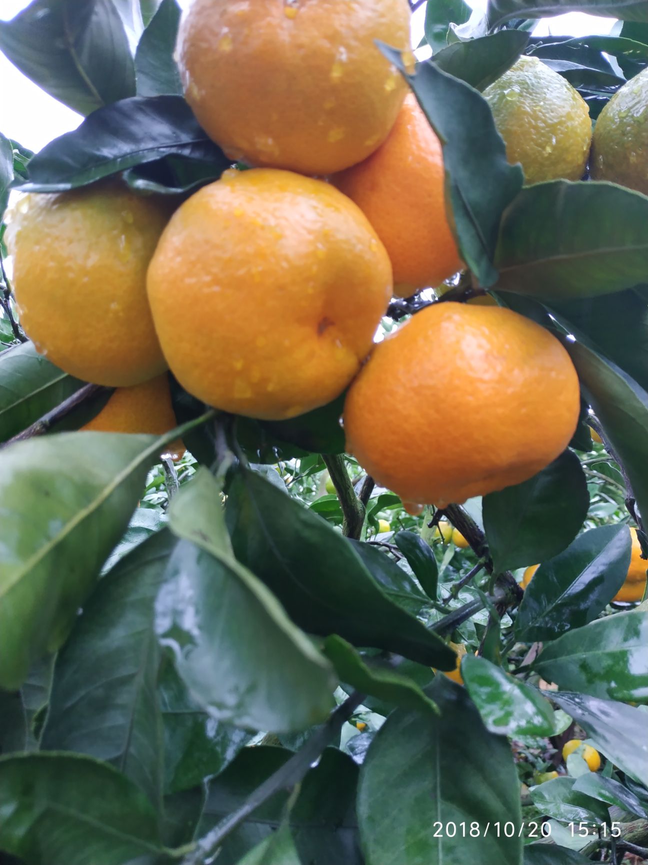 温州蜜桔 6 - 6.5cm 4两以上