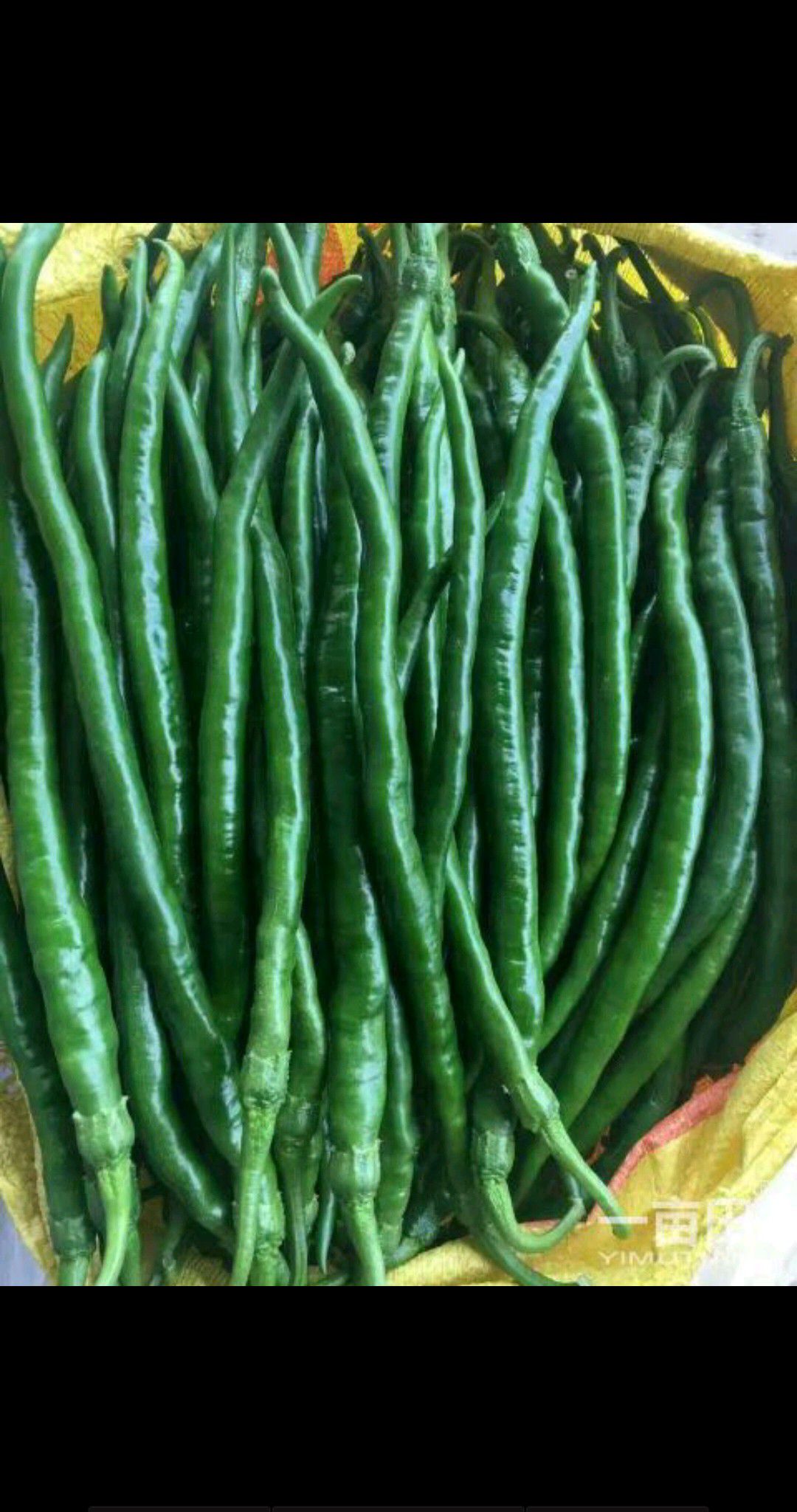 线椒 15~20cm 靑色 中辣