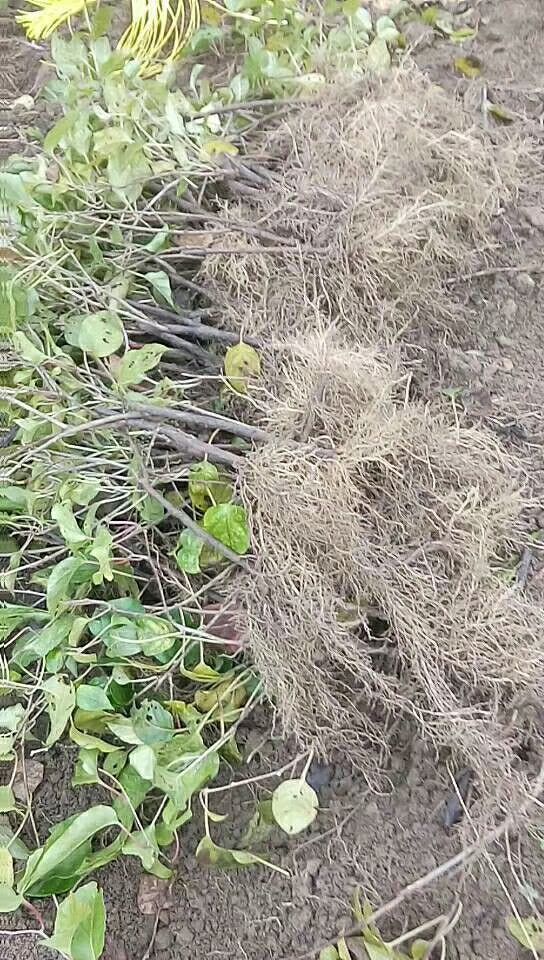 水杨桃砧木嫁接苗 水杨桃实生苗，水杨桃，水杨桃苗