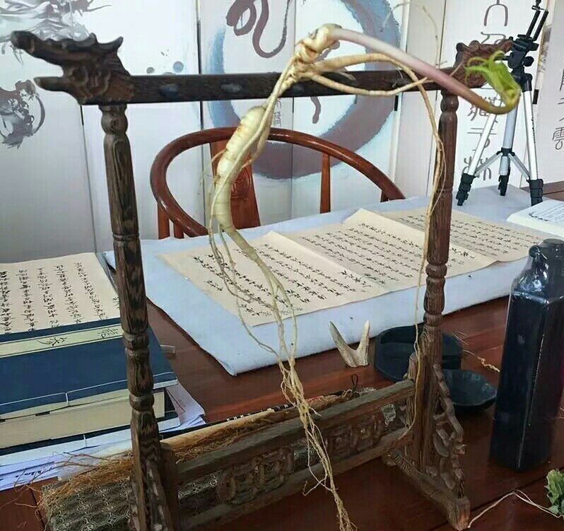 林下参人参 鲜参 瓶装 整根 