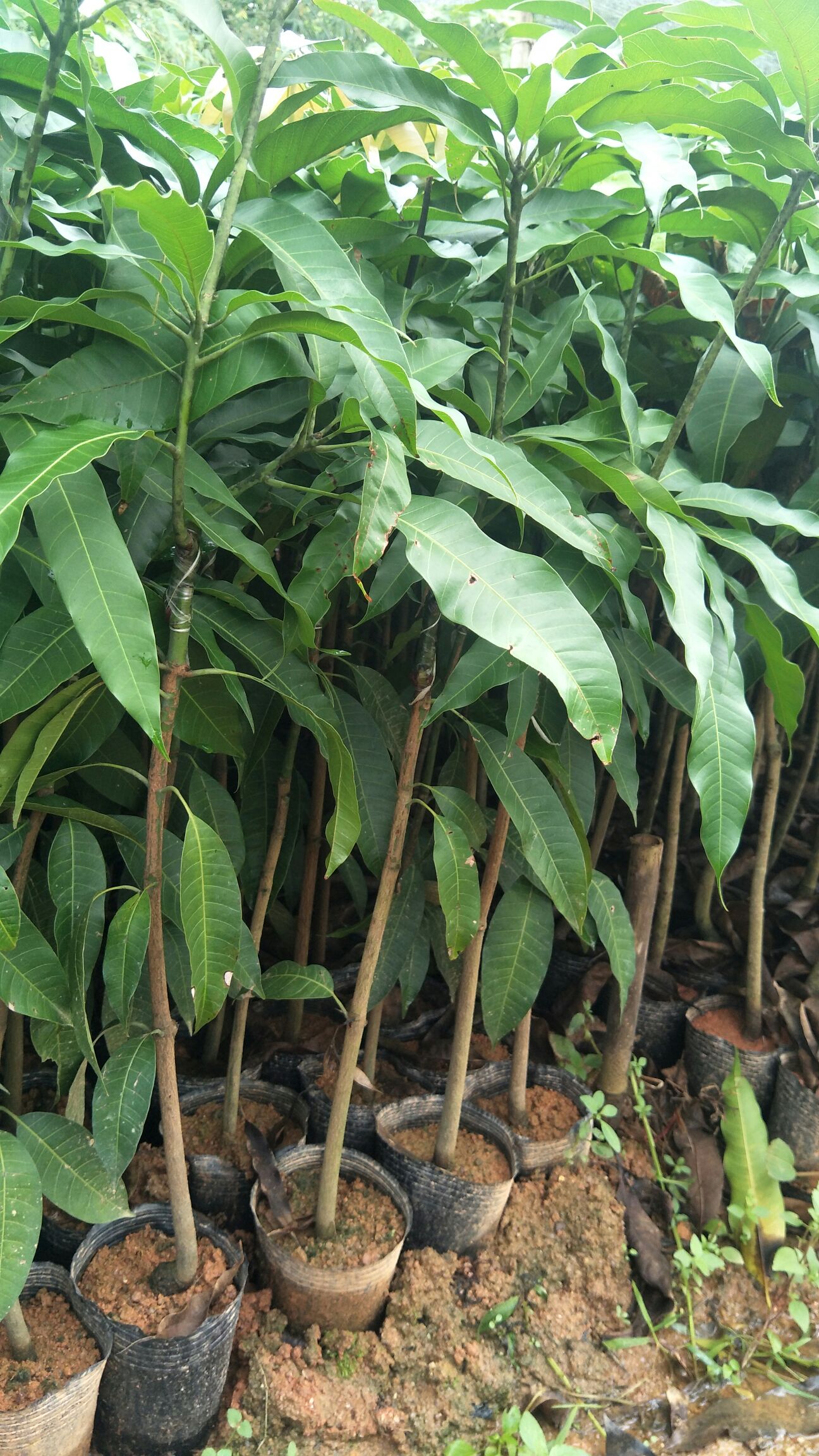 台农一号芒果苗  金煌芒果树苗嫁接苗贵妃芒象牙芒果苗南方