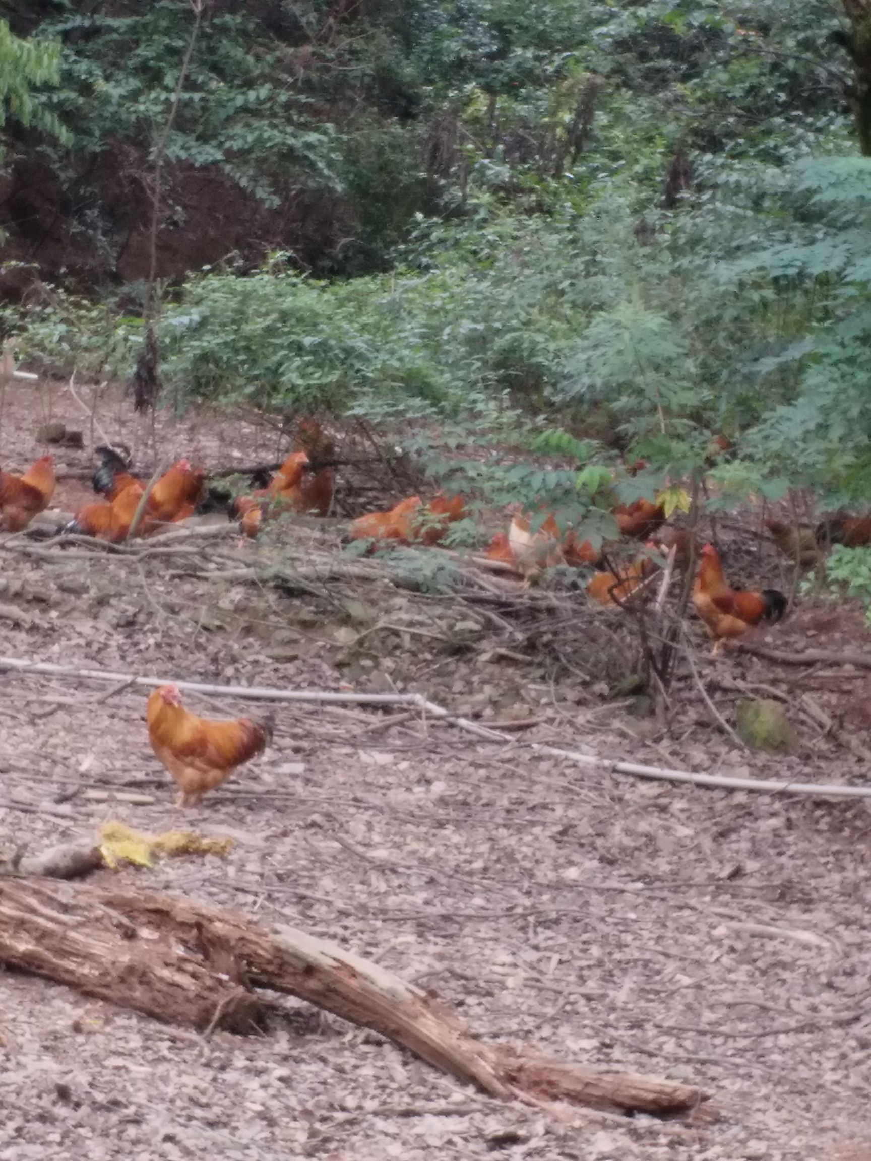 土鸡 统货 3-4斤