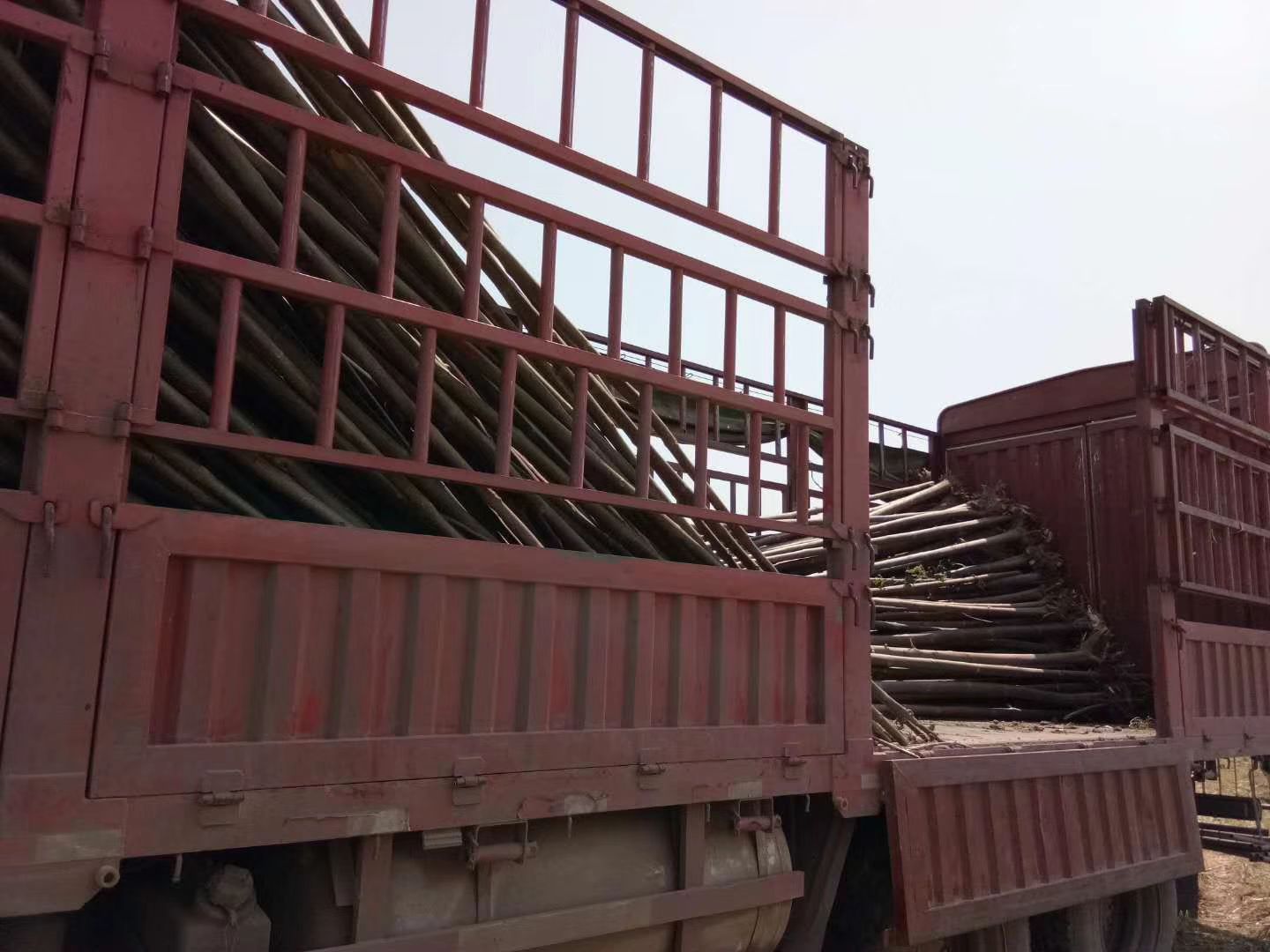  泡桐树苗 供应各种规格的梧桐树苗 基地直供