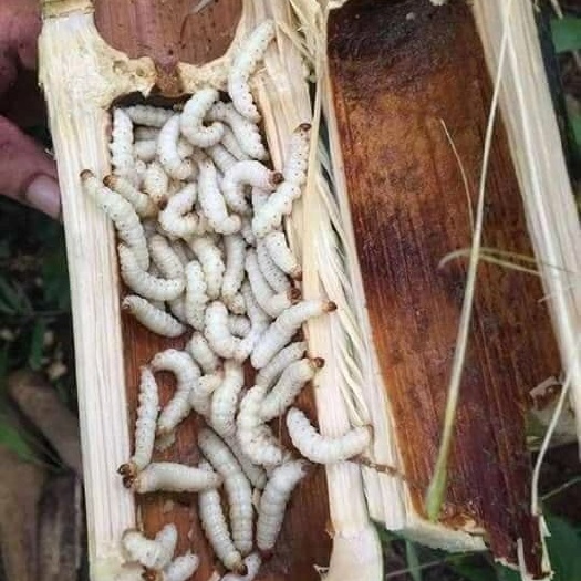 广州竹虫  小竹子虫竹蛆新鲜活体速冻一手货源