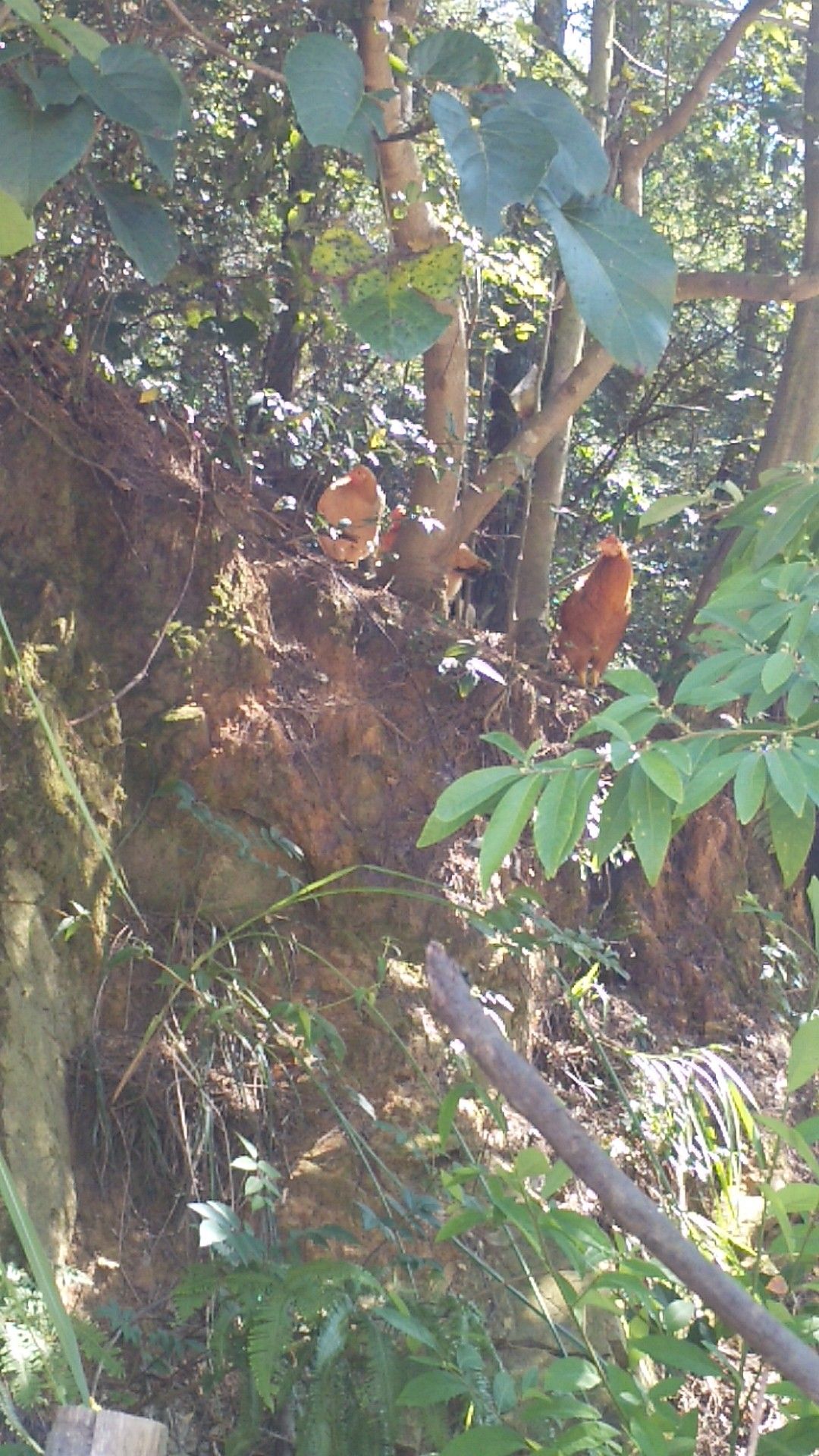 土鸡 统货 3-4斤