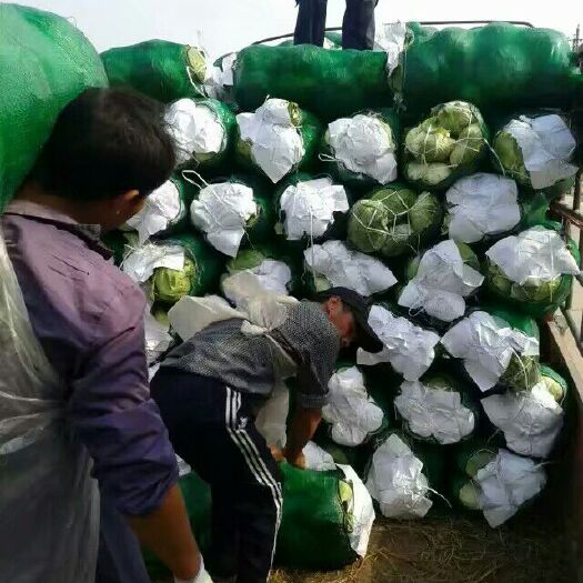 嘉鱼县奥奇娜甘蓝  精品扁包菜，新货质量保证，欢迎新老客户前来订购