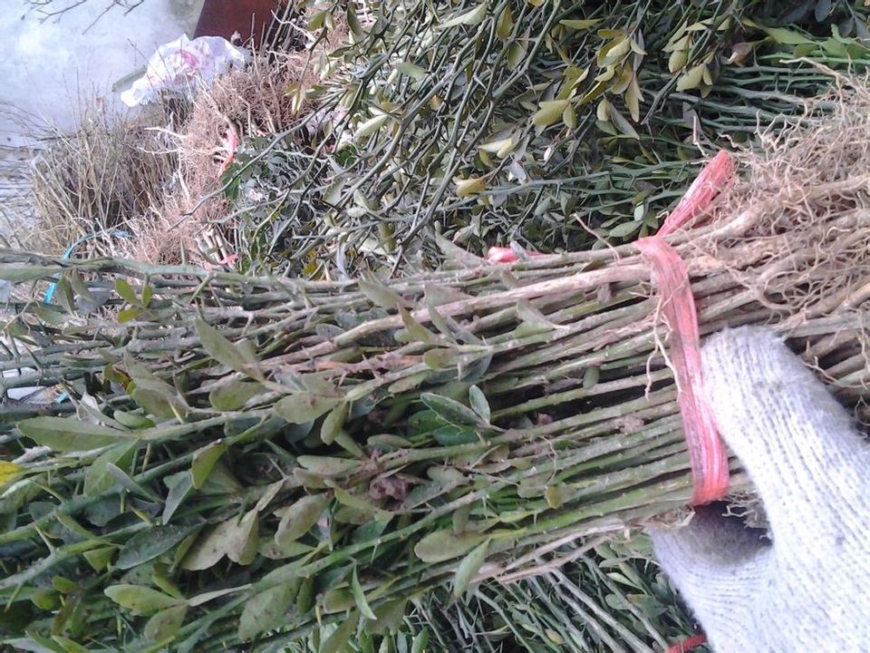 种植枳壳苗
