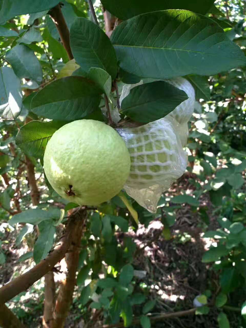 白心番石榴 250-300克