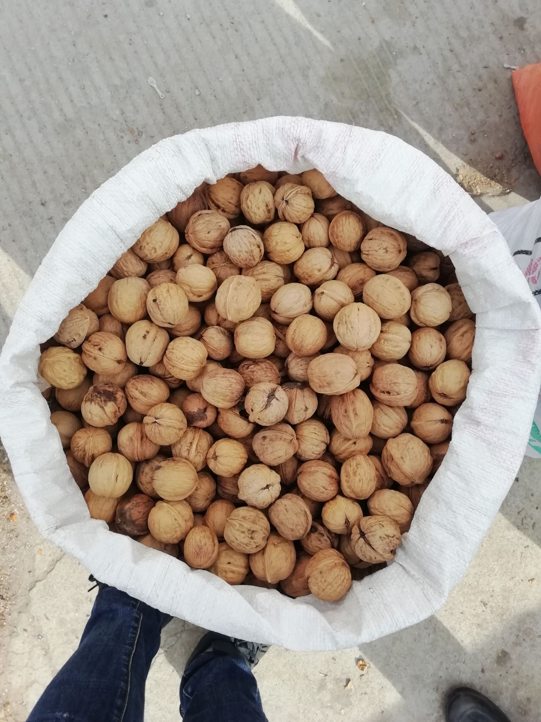 核桃树种子
