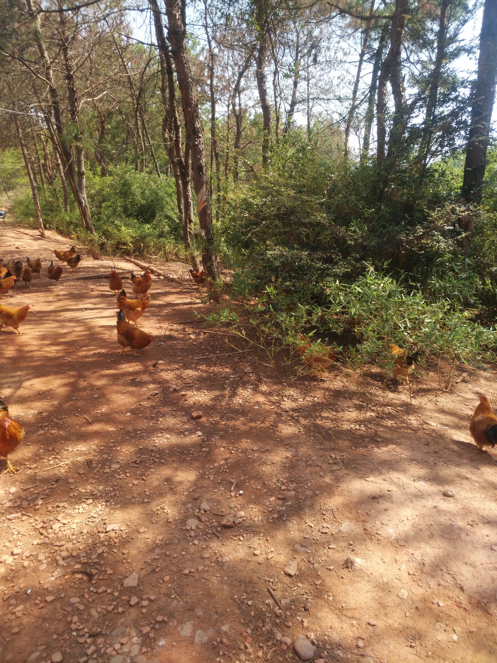 土鸡 统货 3-4斤