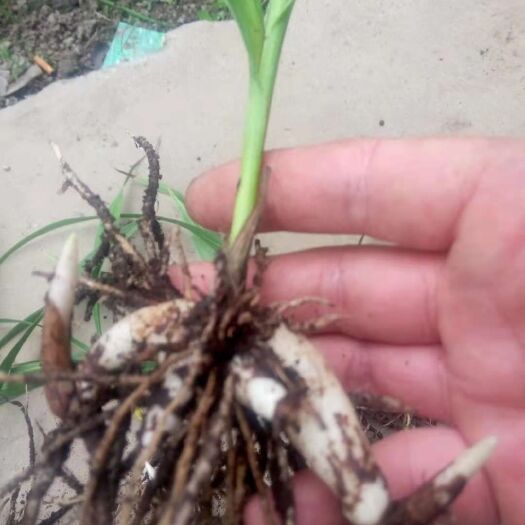 丹凤县紫花白芨苗 大块茎紫花三叉白芨种苗