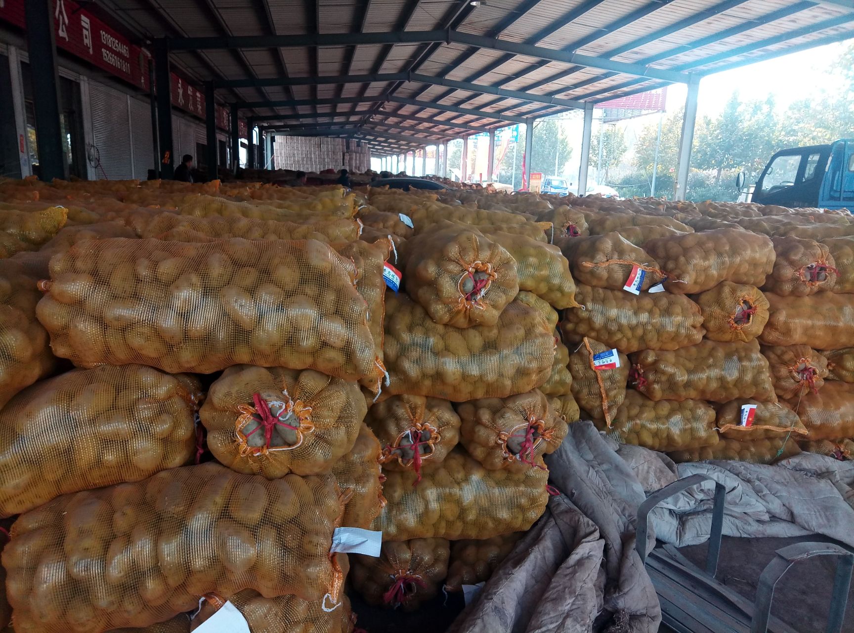 荷兰806土豆种子 一级种薯