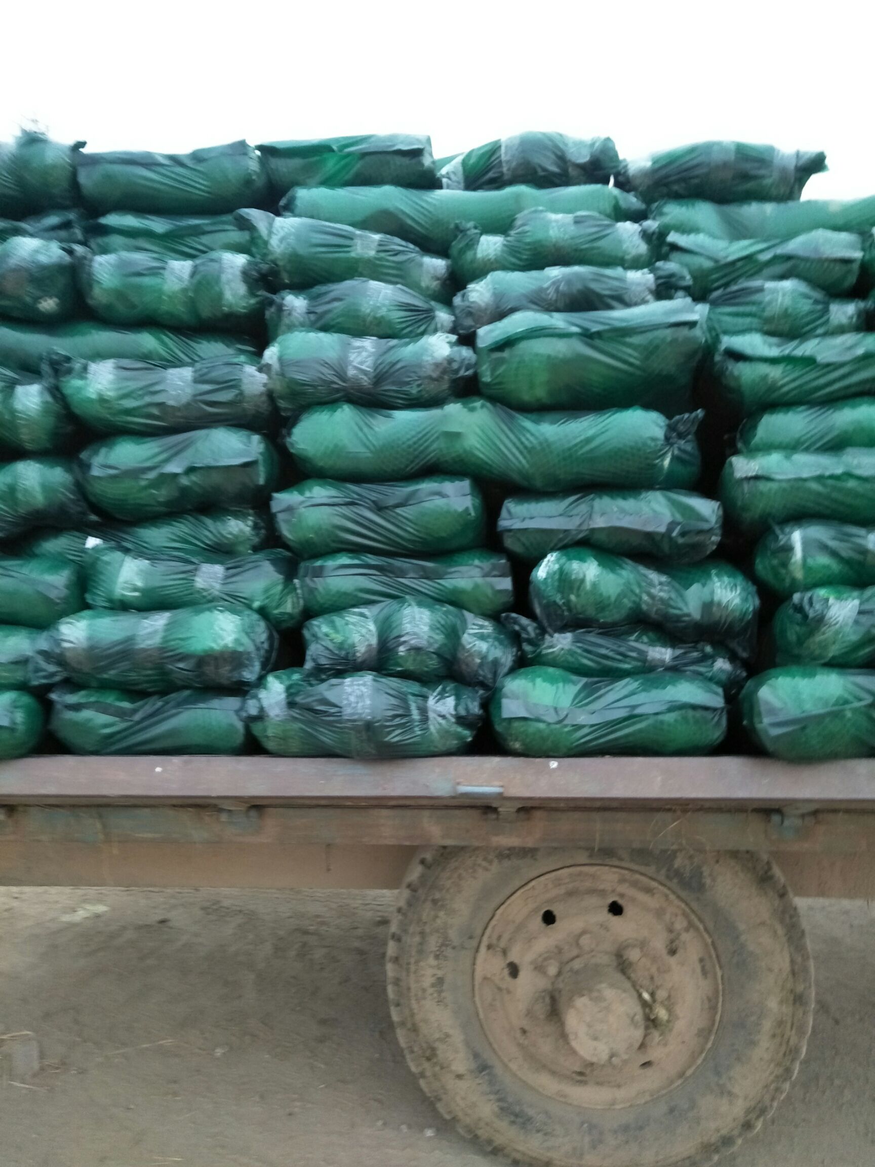 绿甘蓝 1.5~2.0斤 