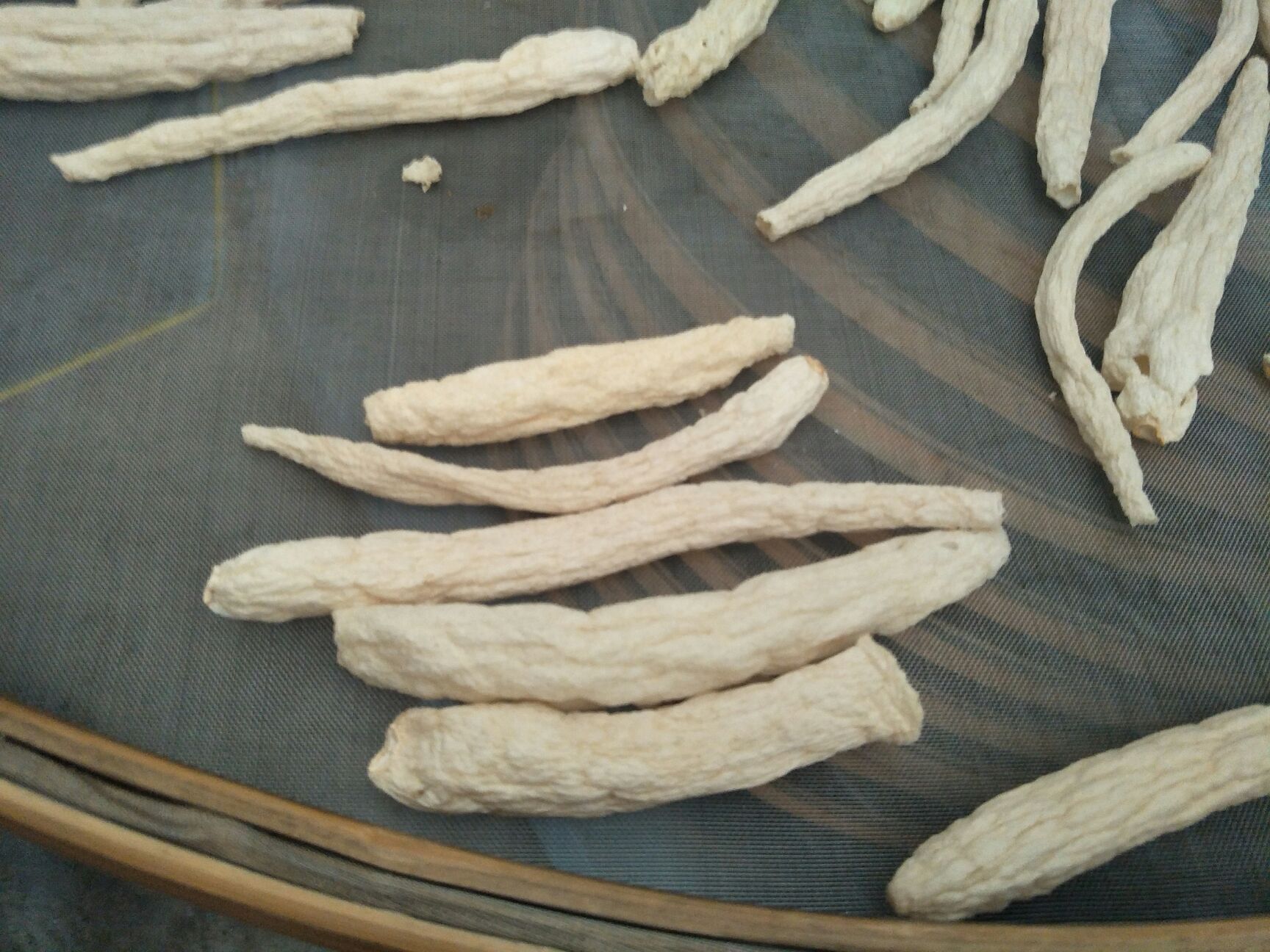 无裙竹荪   贵州特产菌品，大方冬荪