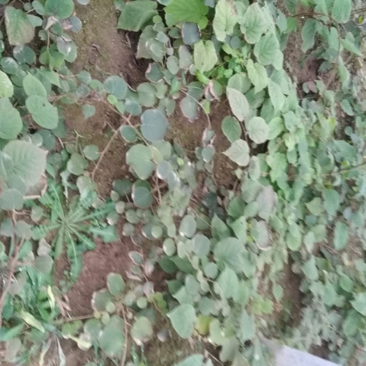 泰安泰山一号猕猴桃苗 嫁接苗 
