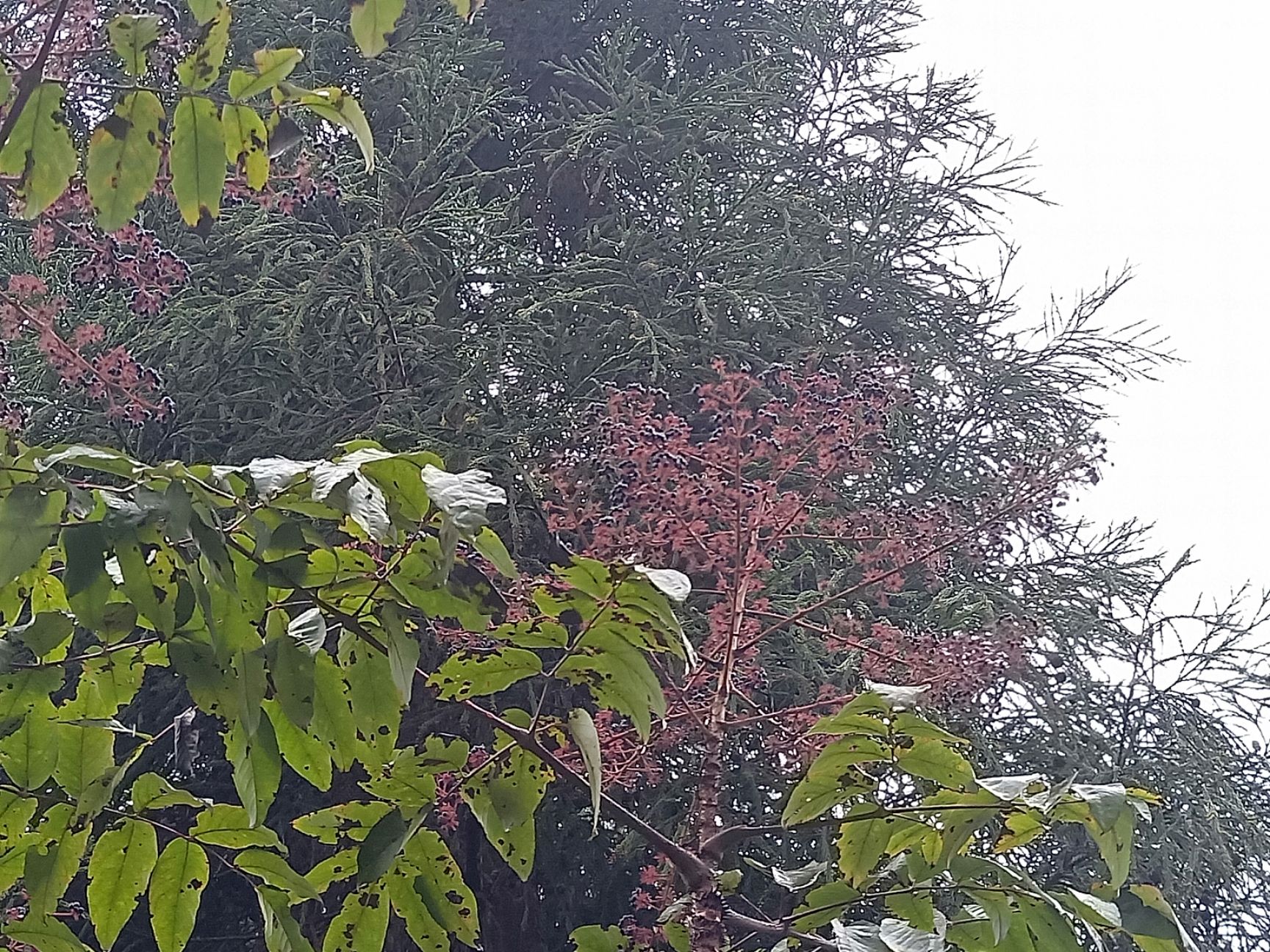 刺芽苗