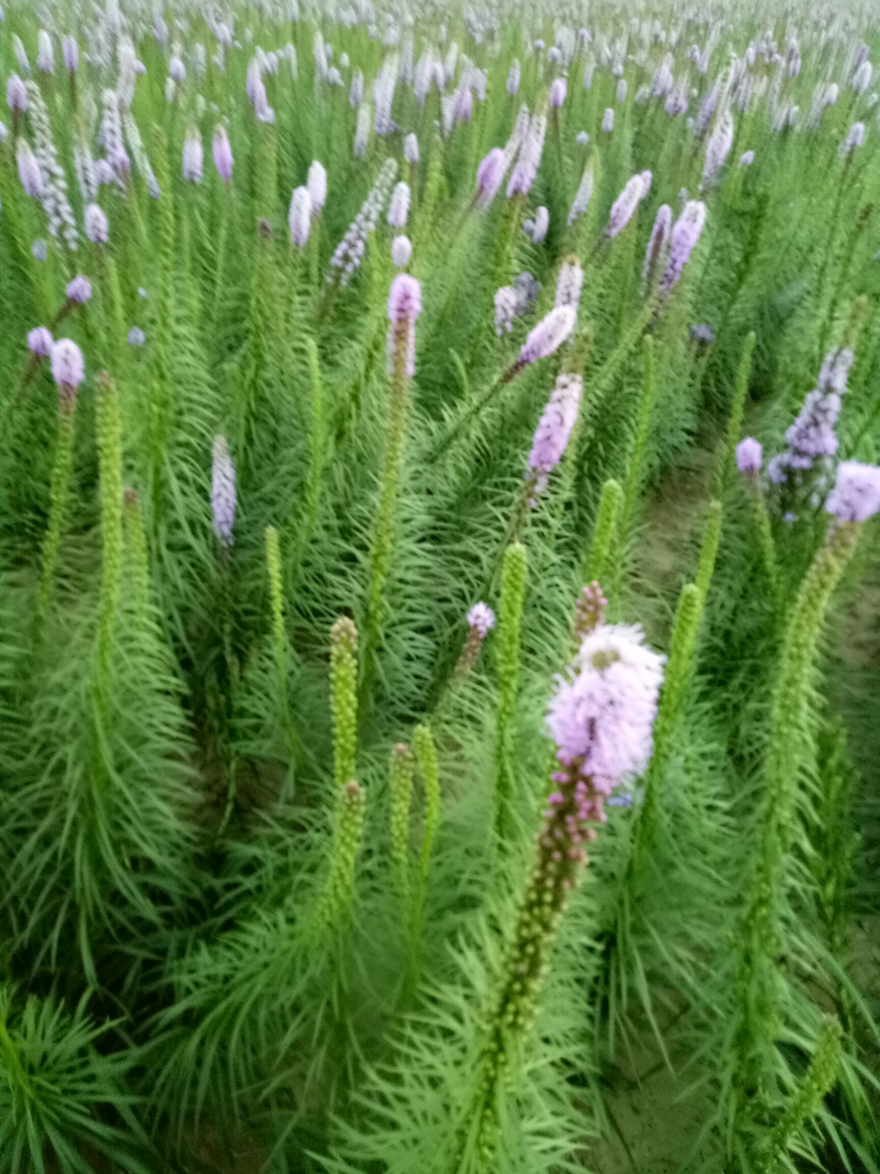 蛇鞭草种子 自产自销